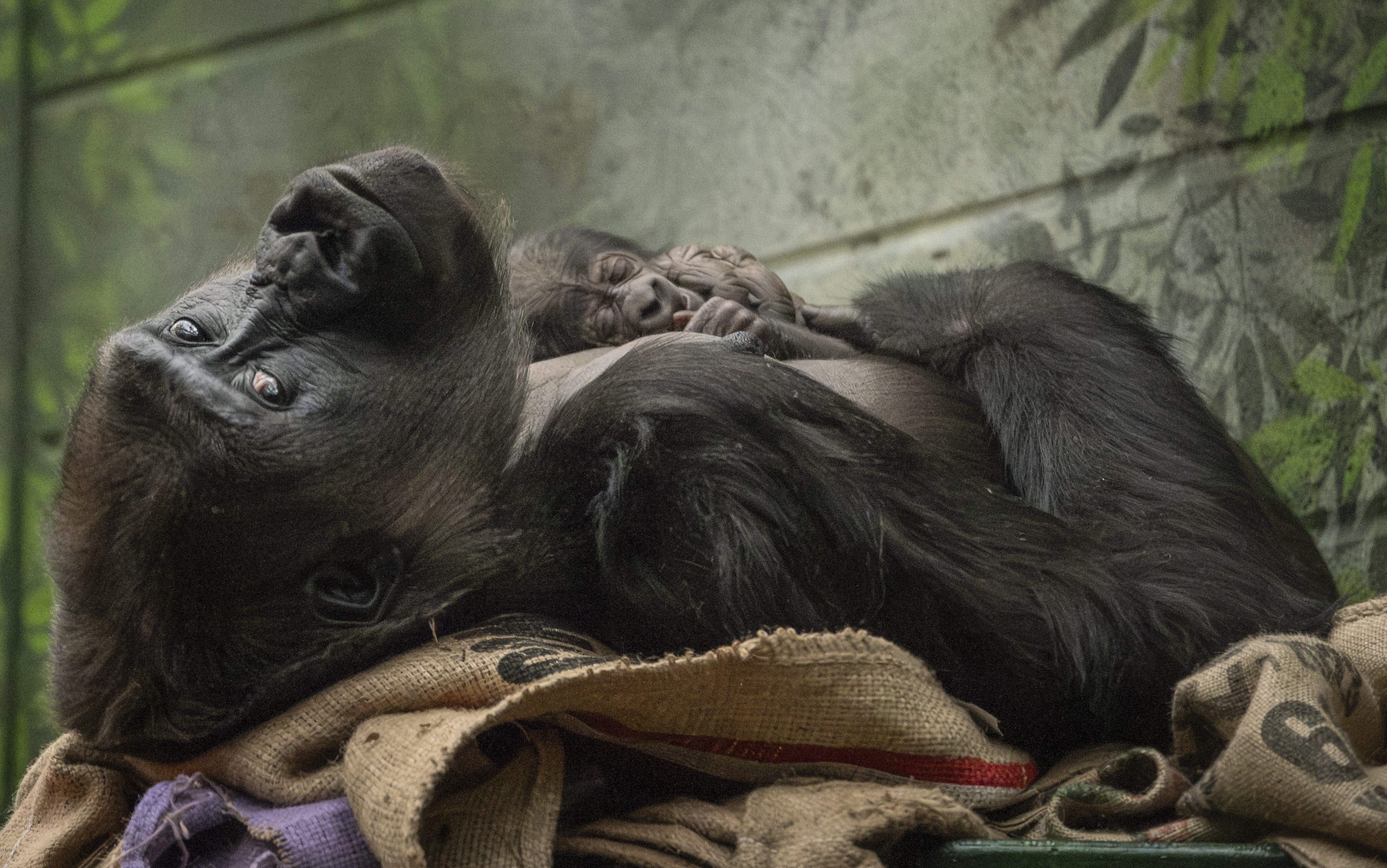 Mjukuu holding her newborn infant at London Zoo