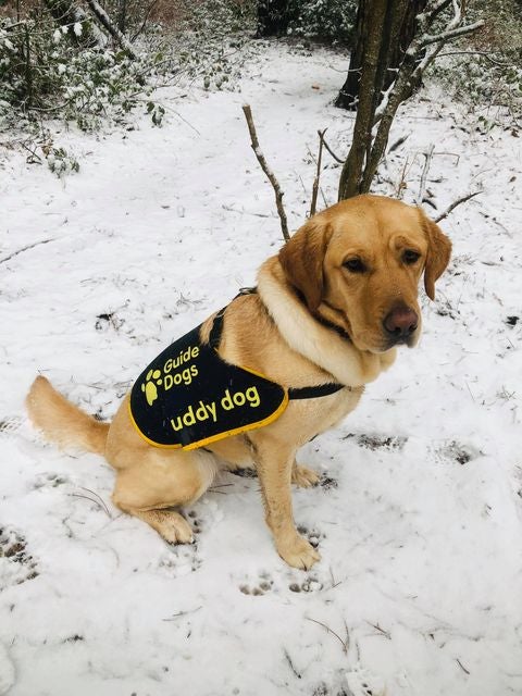 Experts say dogs will appreciate the warmth of a well-fitted doggy jumper