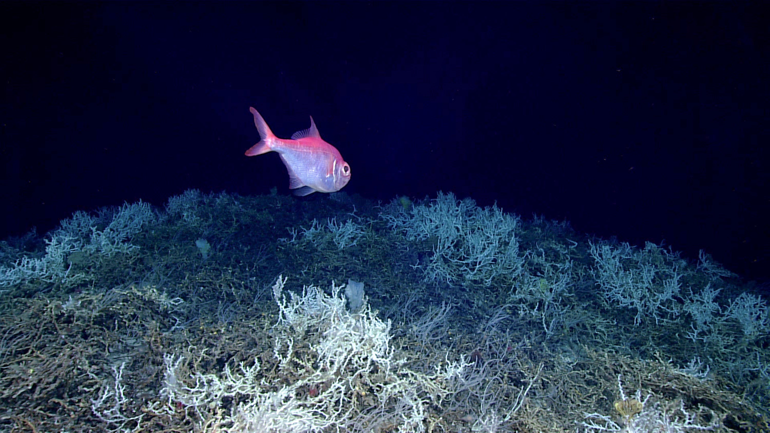 Deep Coral Reef