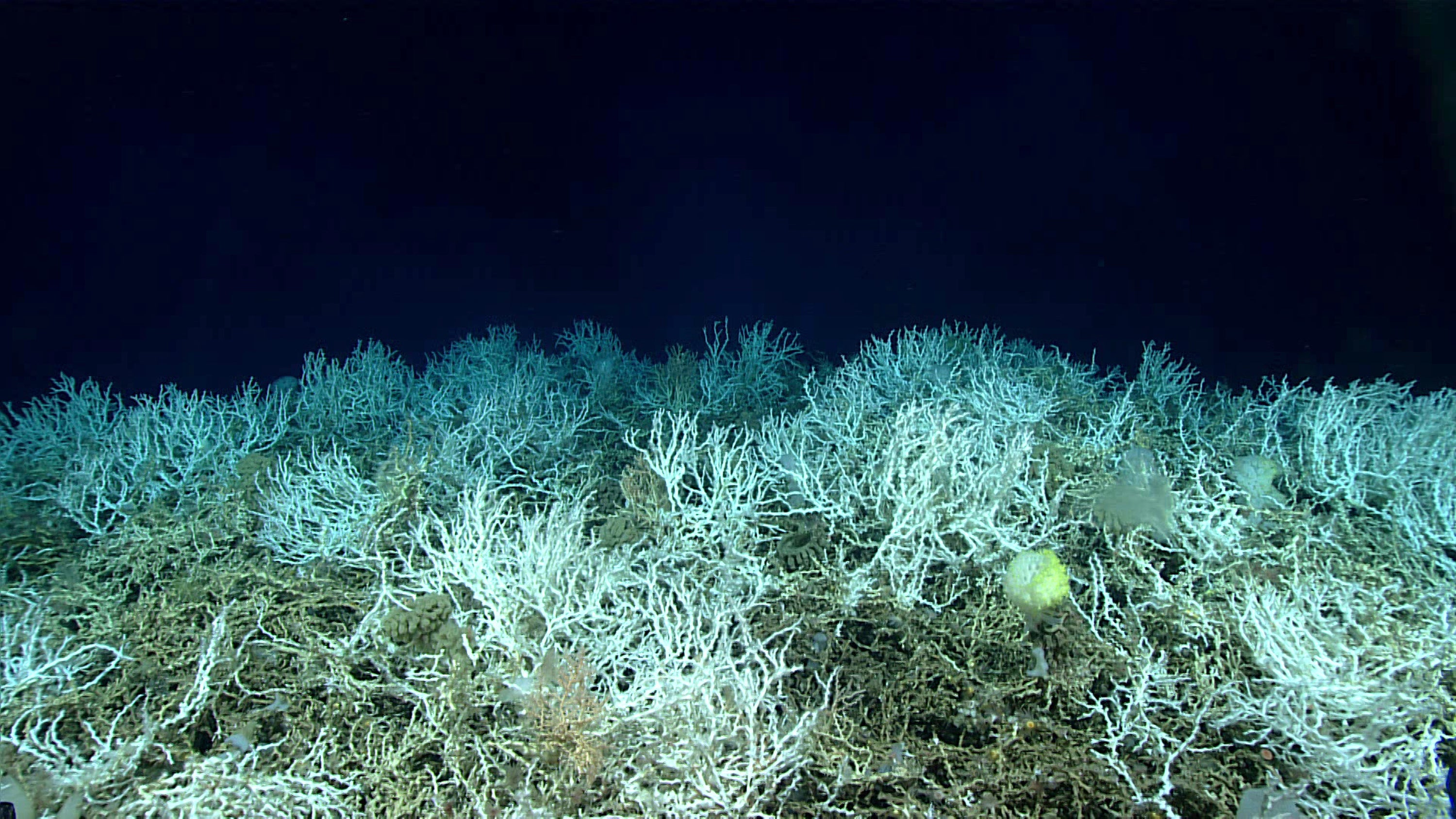 Deep Coral Reef