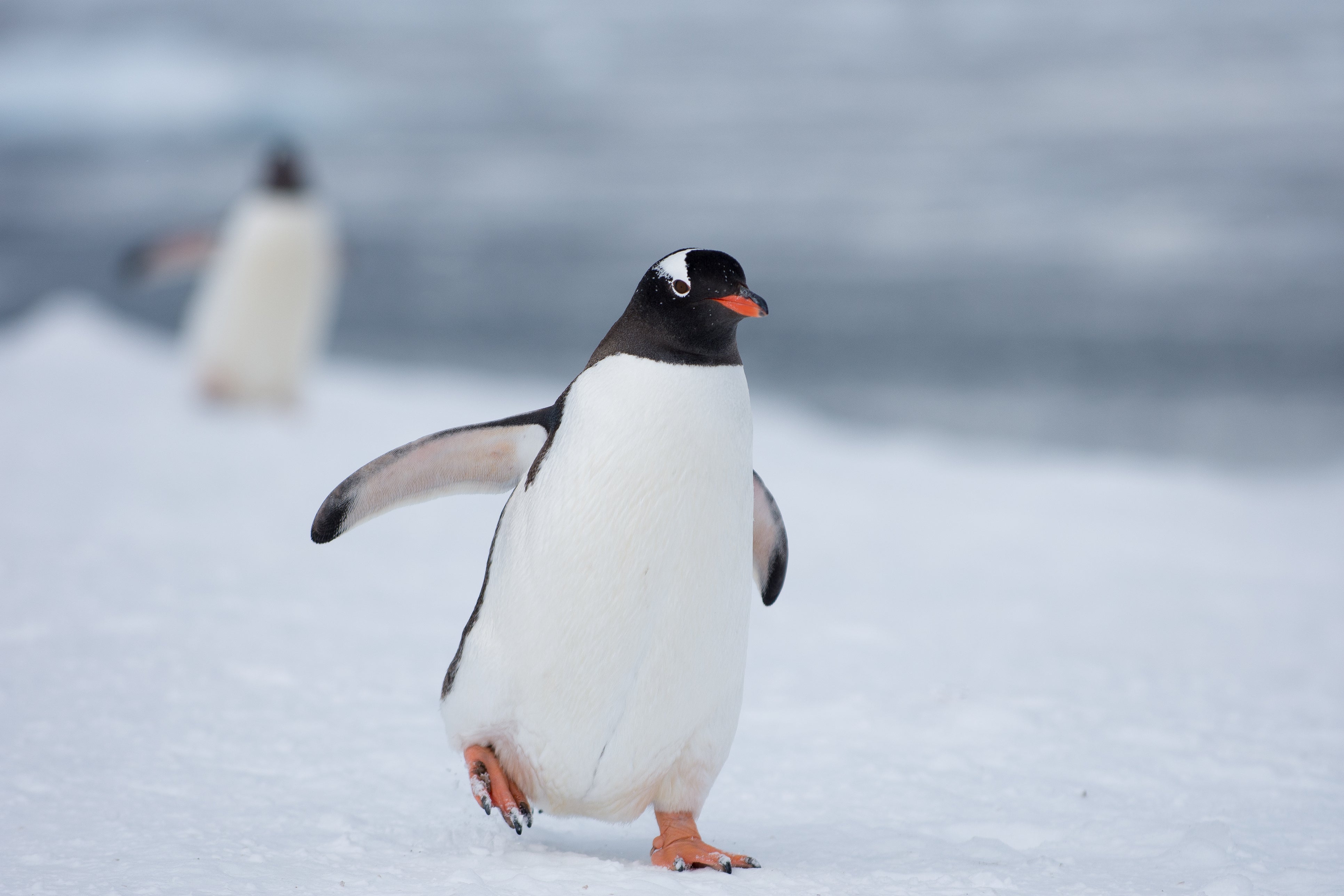 Gentoo penguins in Antarctica