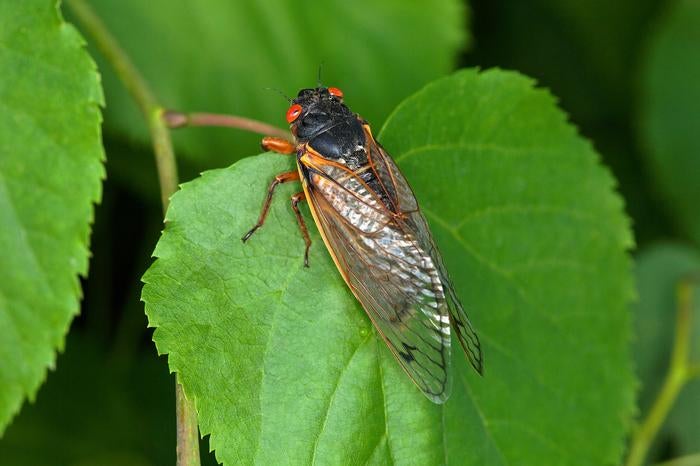 Cicadas are roughly 1-2 inches long