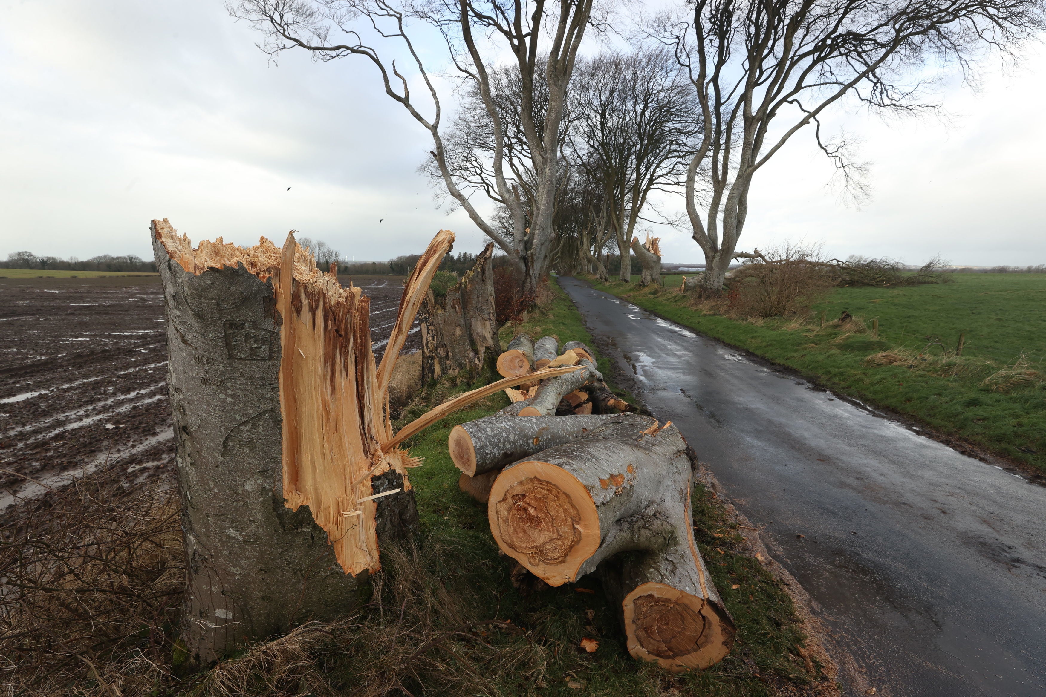 One of a number of trees in Northern Ireland made famous by the TV series Game Of Thrones that have been damaged and felled by Storm Isha