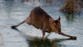 Bambi on ice: Moment deer ice-skates across frozen brook caught on camera