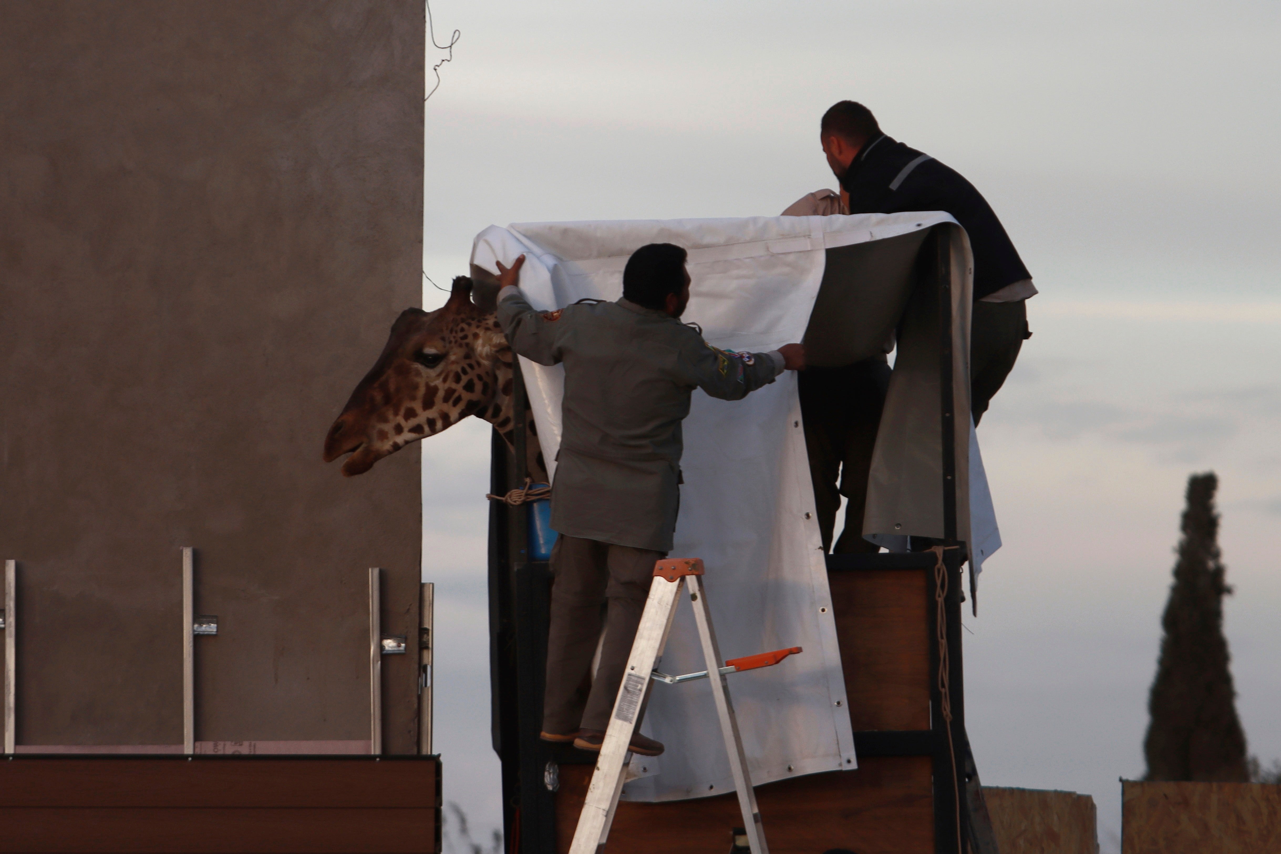 Mexico Saving Benito the Giraffe