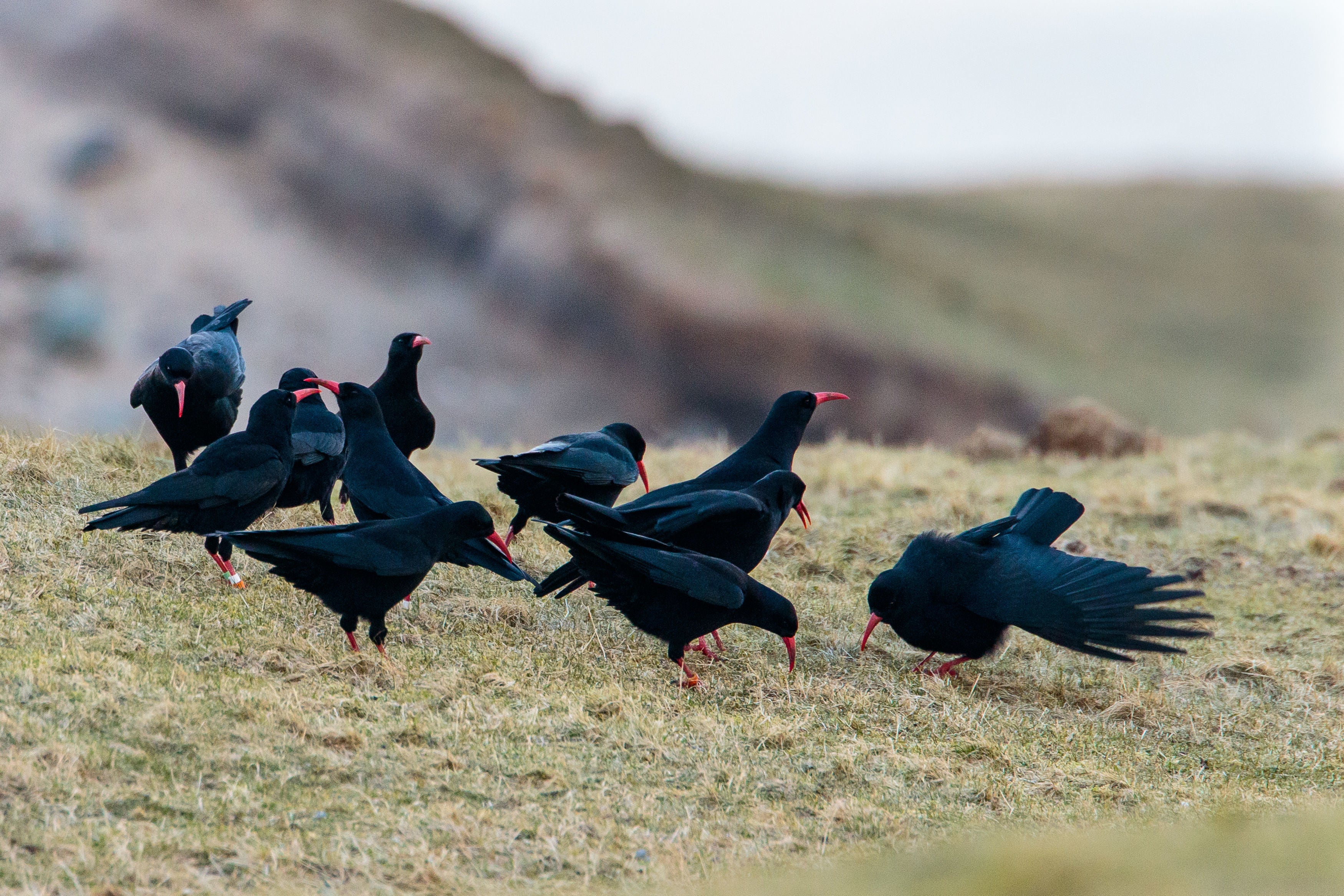 A reintroduction programme aims to introduce up to 50 birds in the South East over five years