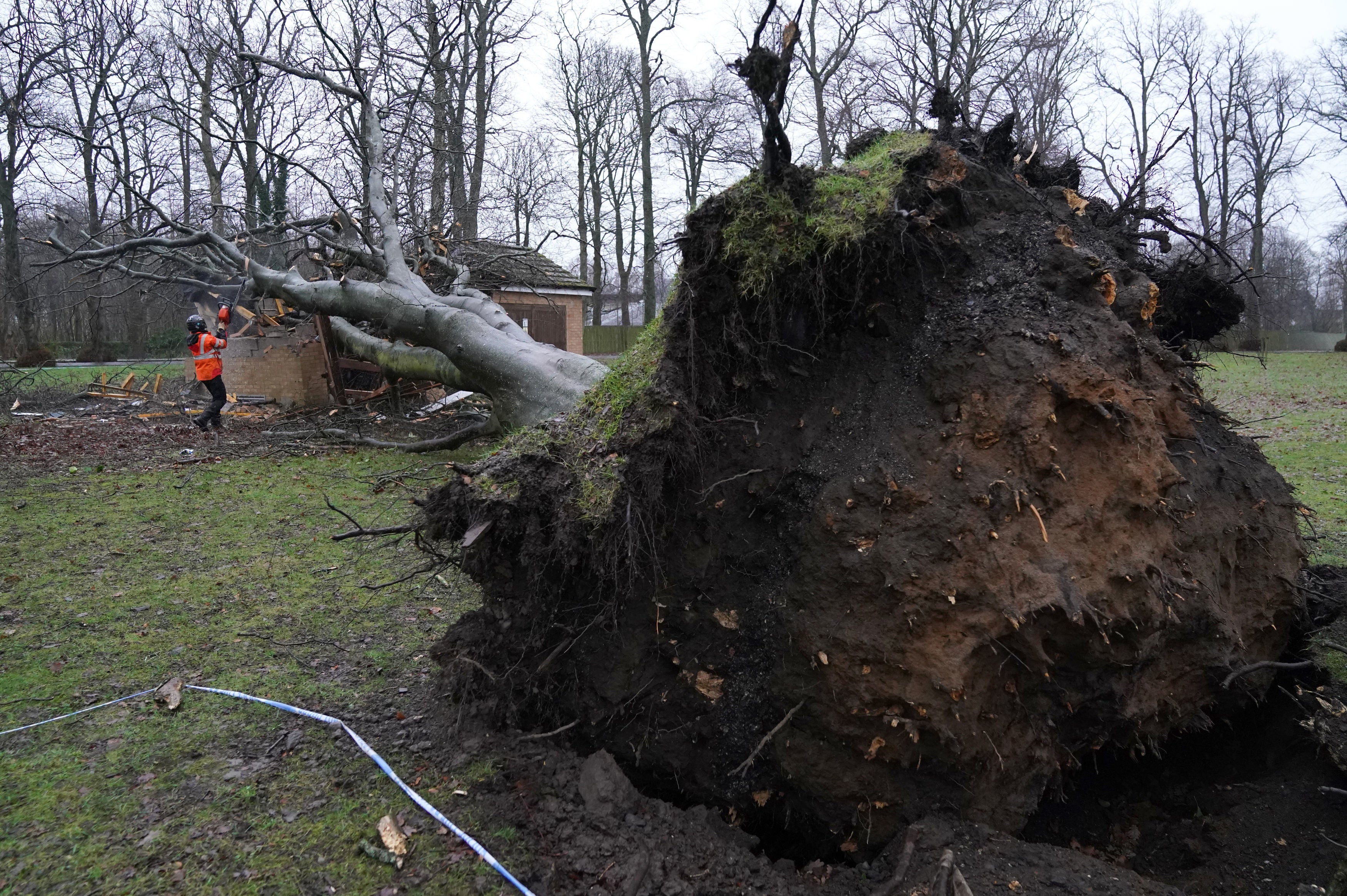 Fast gusts of wind knocking down trees are one of the greatest dangers of stormy weather