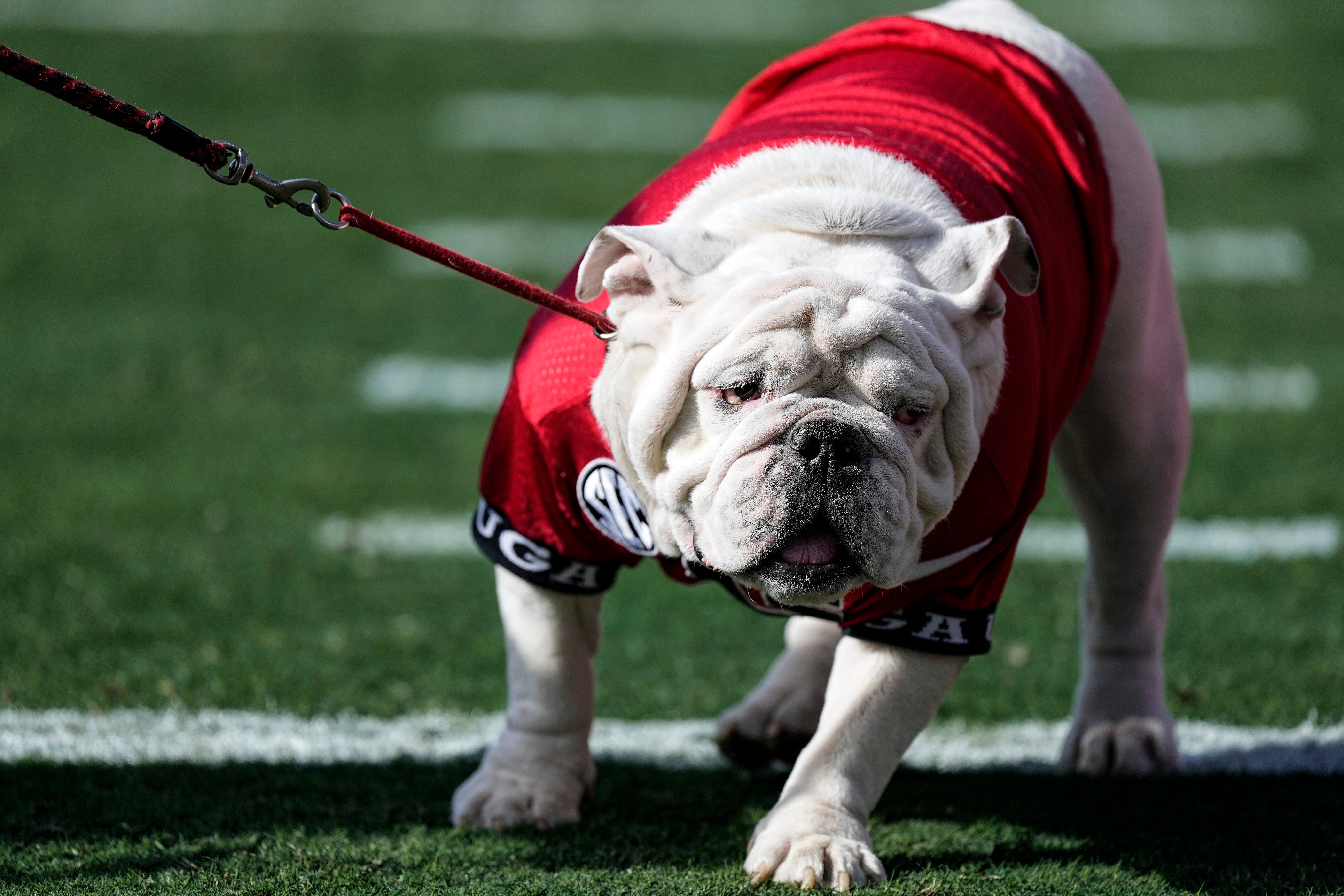 Georgia Uga Mascot Dies Football