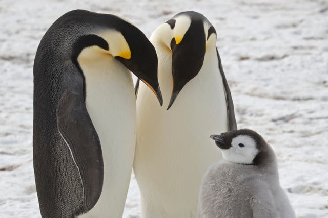 <p>Emperor Penguins</p>