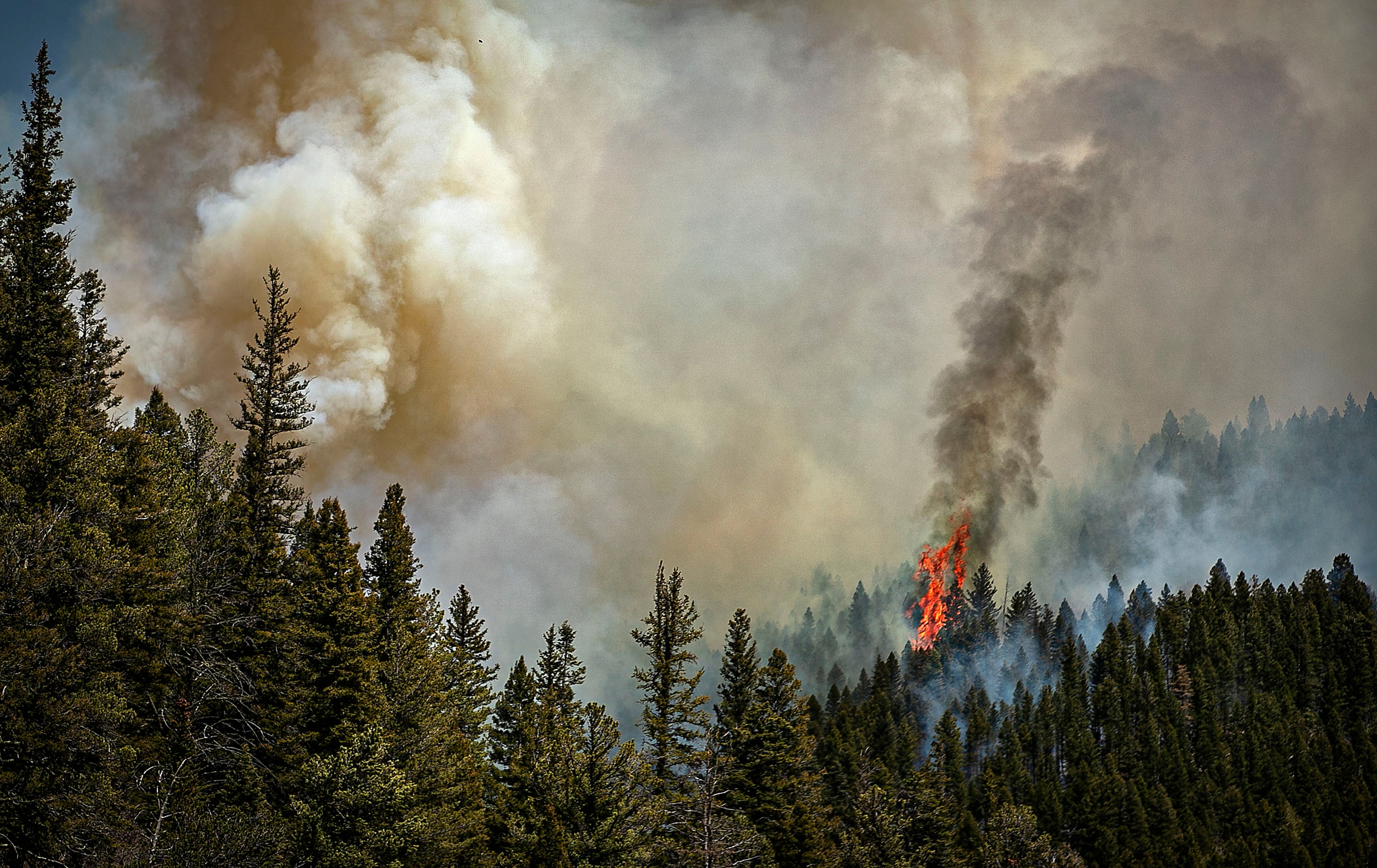 Wildfire Delayed Recovery