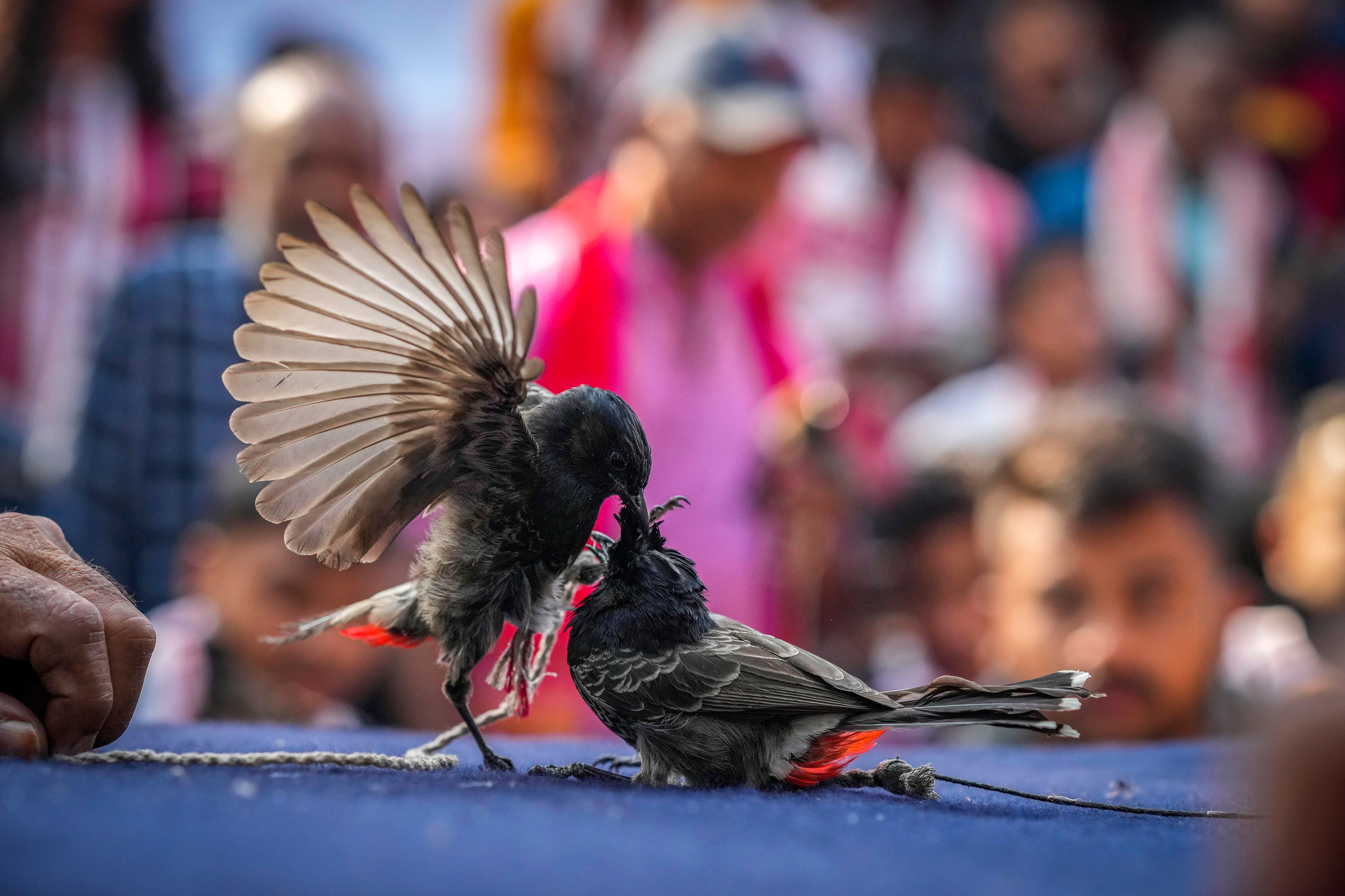 India Animal Fights Photo Gallery