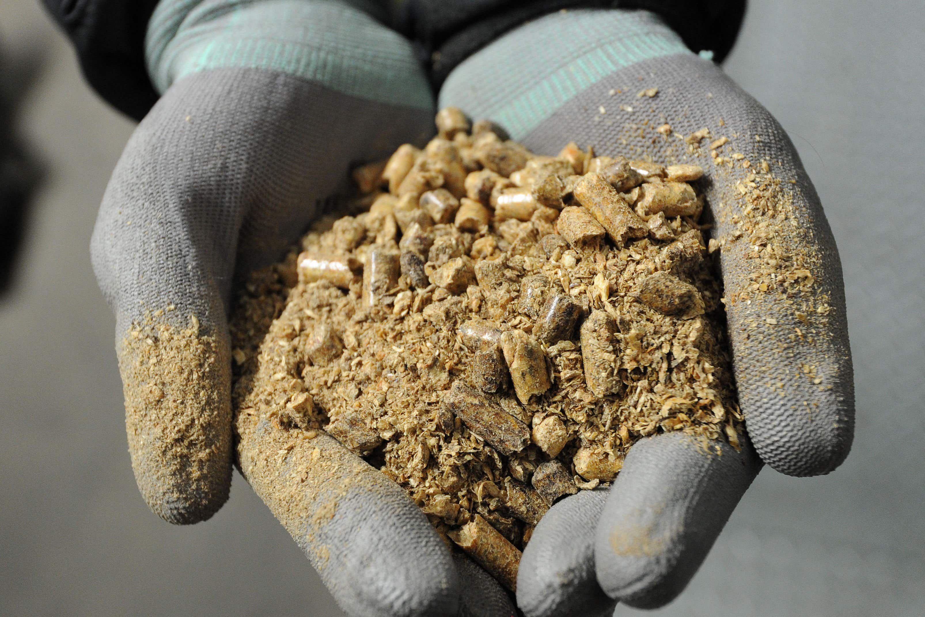 Trees are cut into wooden pellets and burnt as biomass fuel (Anna Gowthorpe/PA)