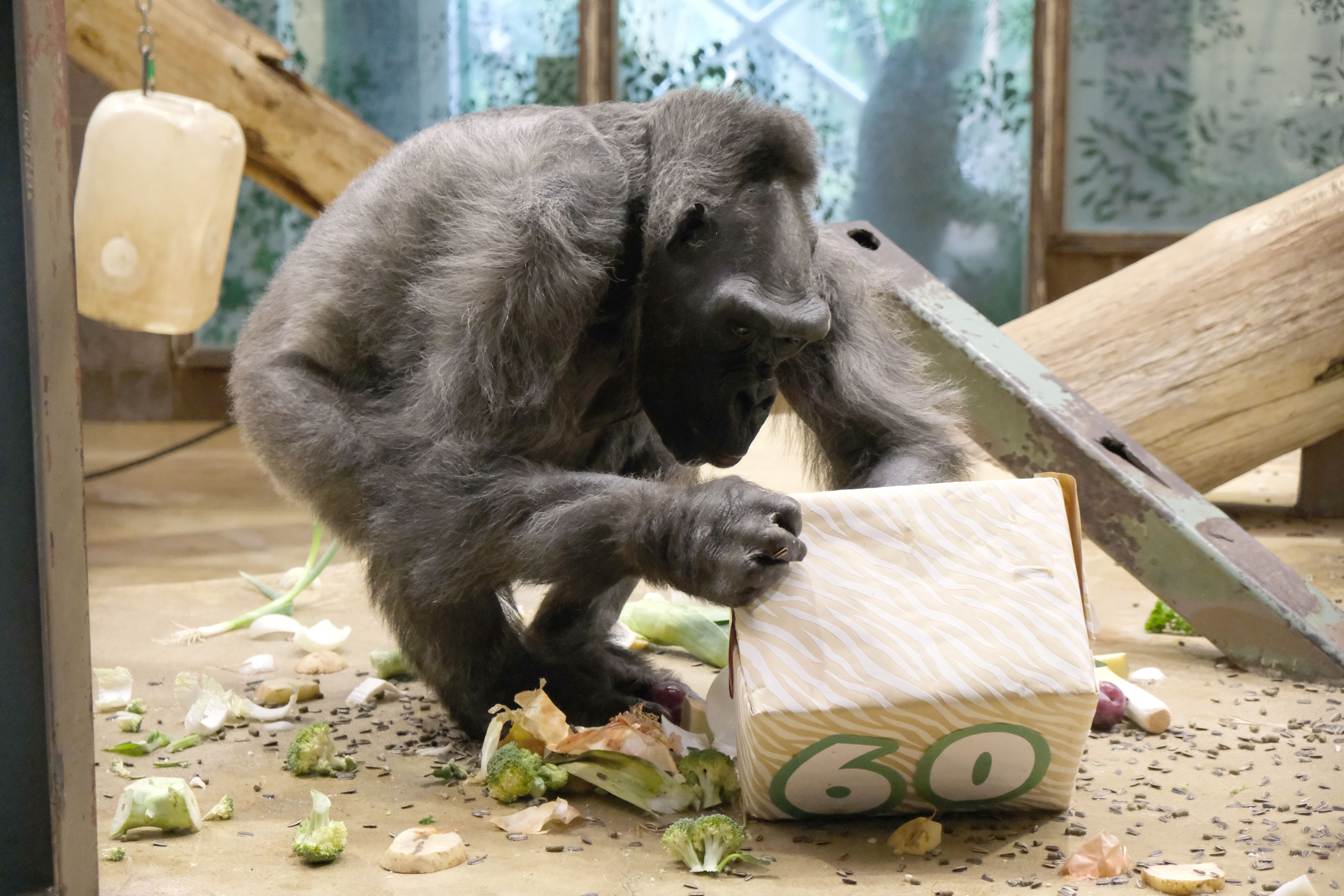 Belfast Zoo marked Delilah’s 60th birthday last year (Belfast Zoo/PA)