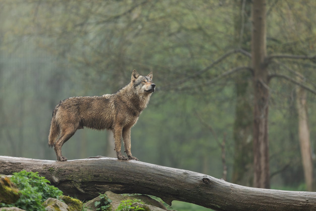 File photo: A wolf stands on a fallen tree