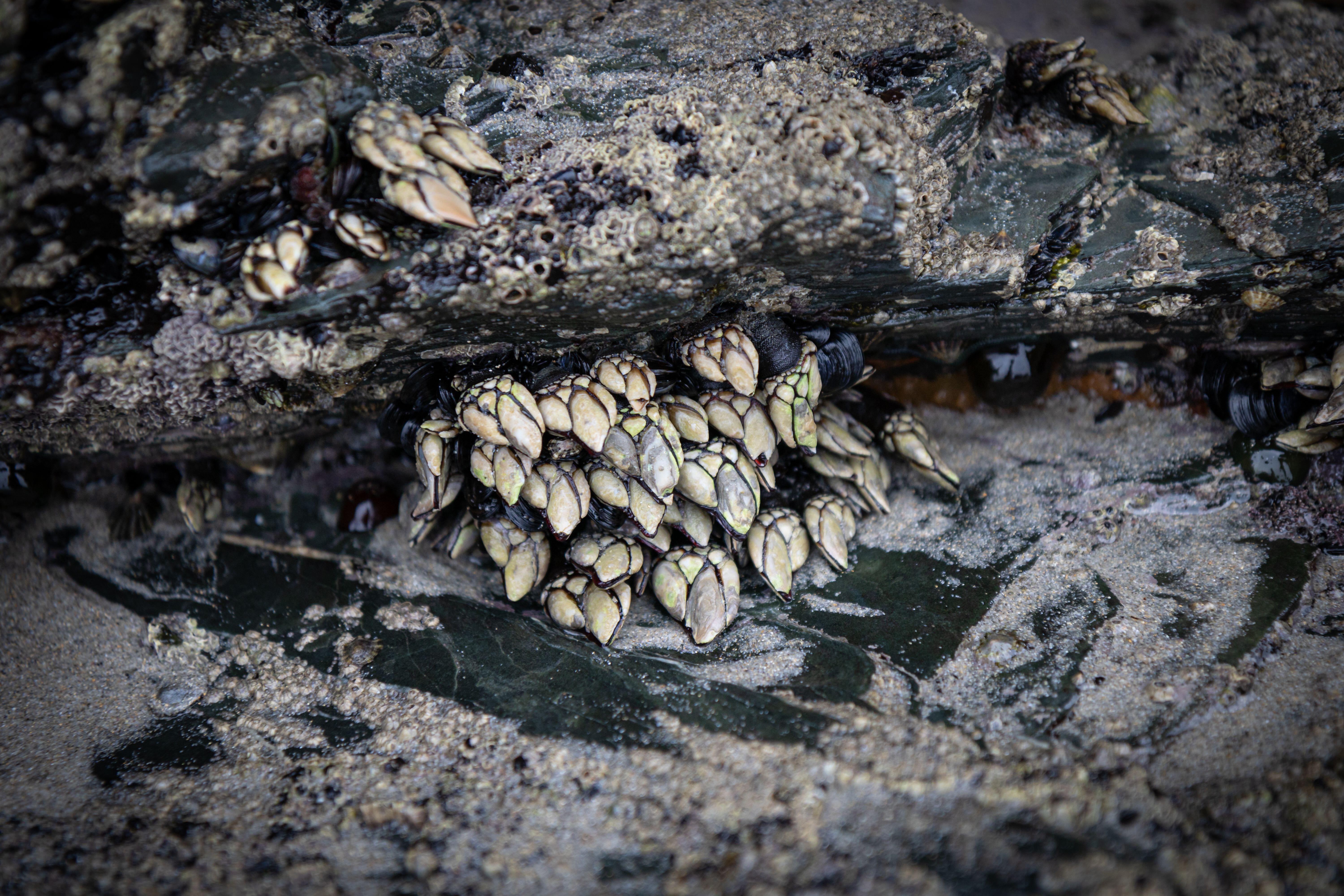 Harvesting percebes often involves scaling dangerous cliff faces, getting buffeted by waves, and going underwater