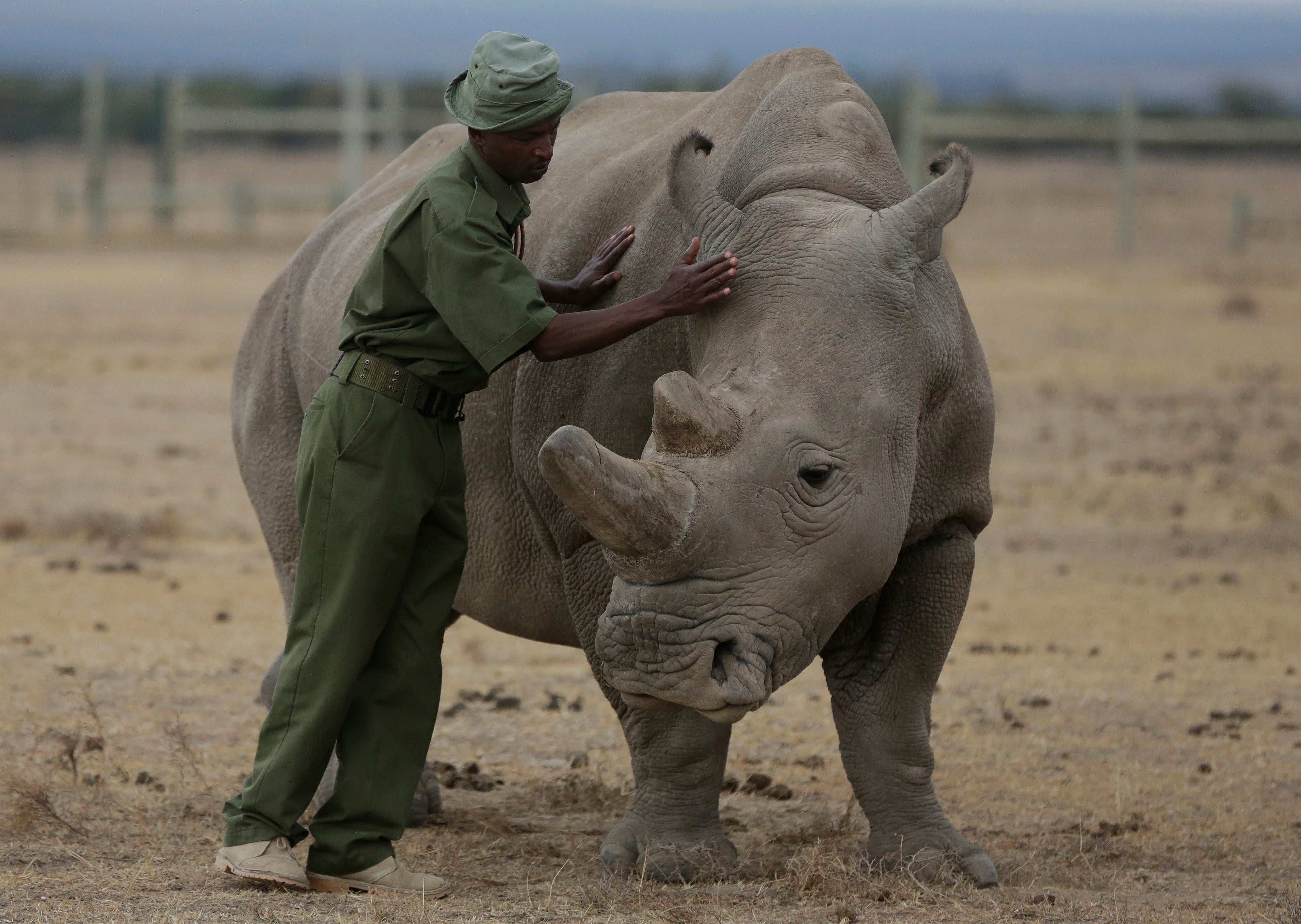 Kenya Rhino IVF Pregnancy