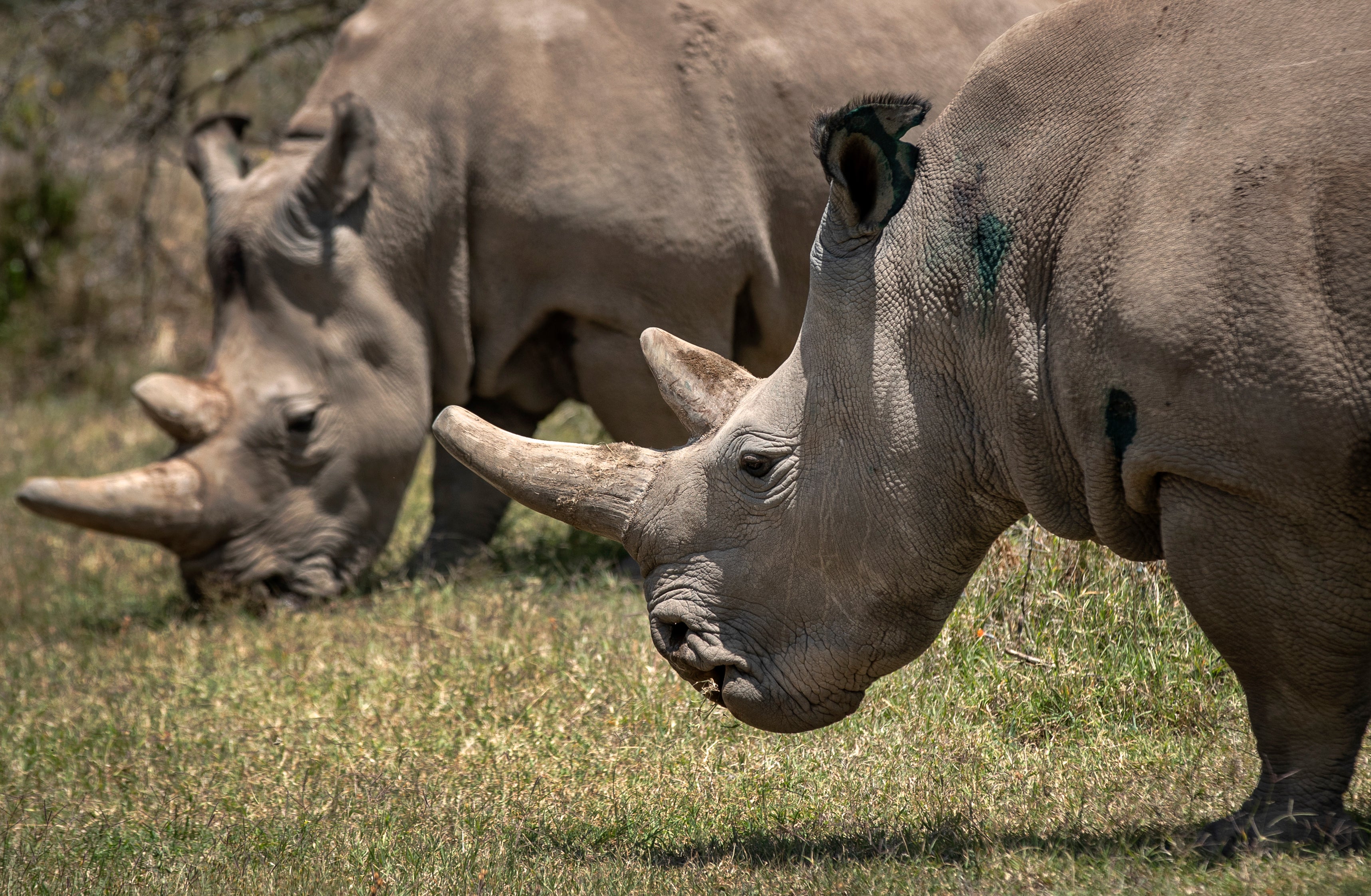 Kenya Rhino IVF Pregnancy