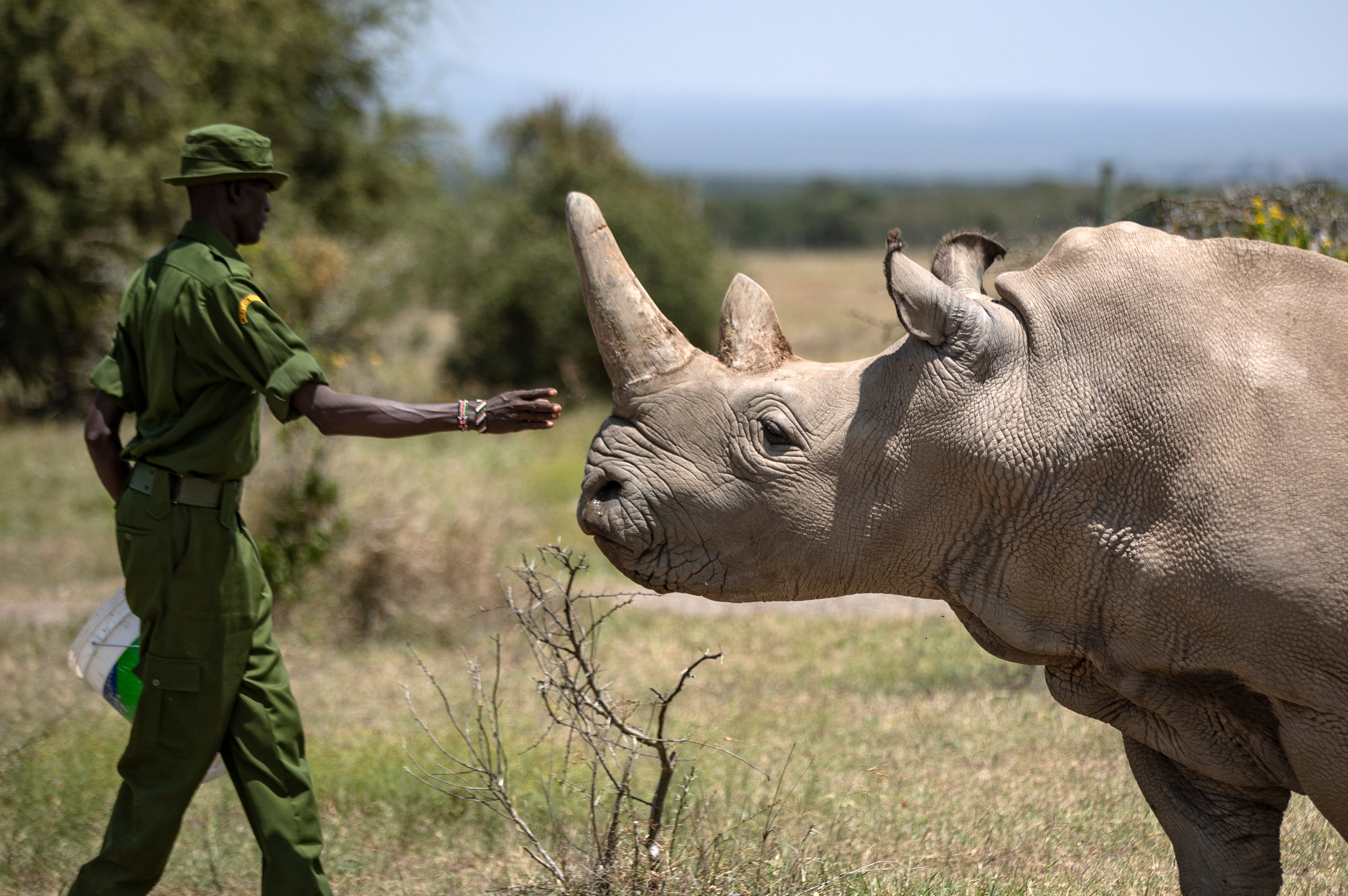 Kenya Rhino IVF Pregnancy