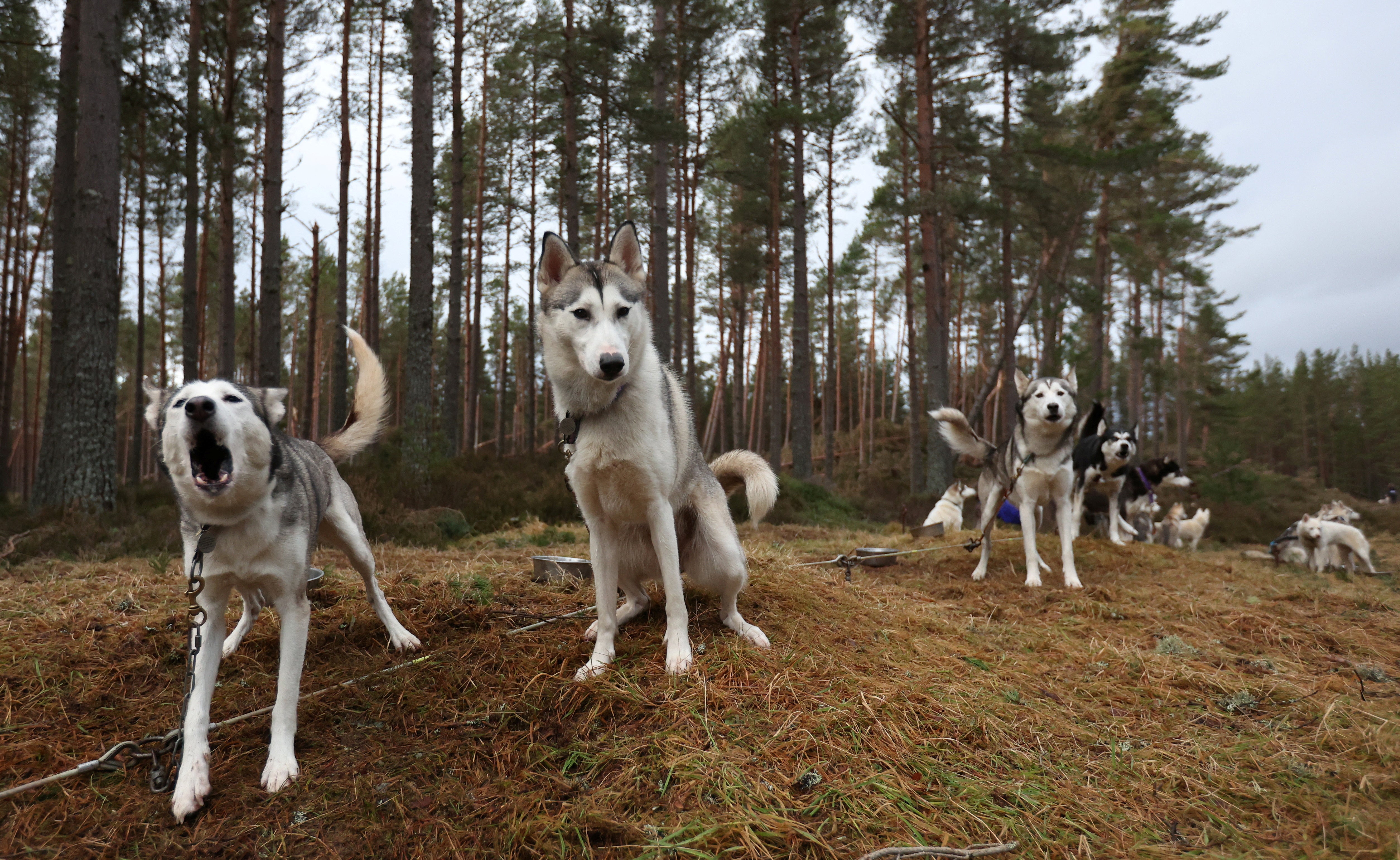 A world-famous dog sled race was cancelled due to lack of snow