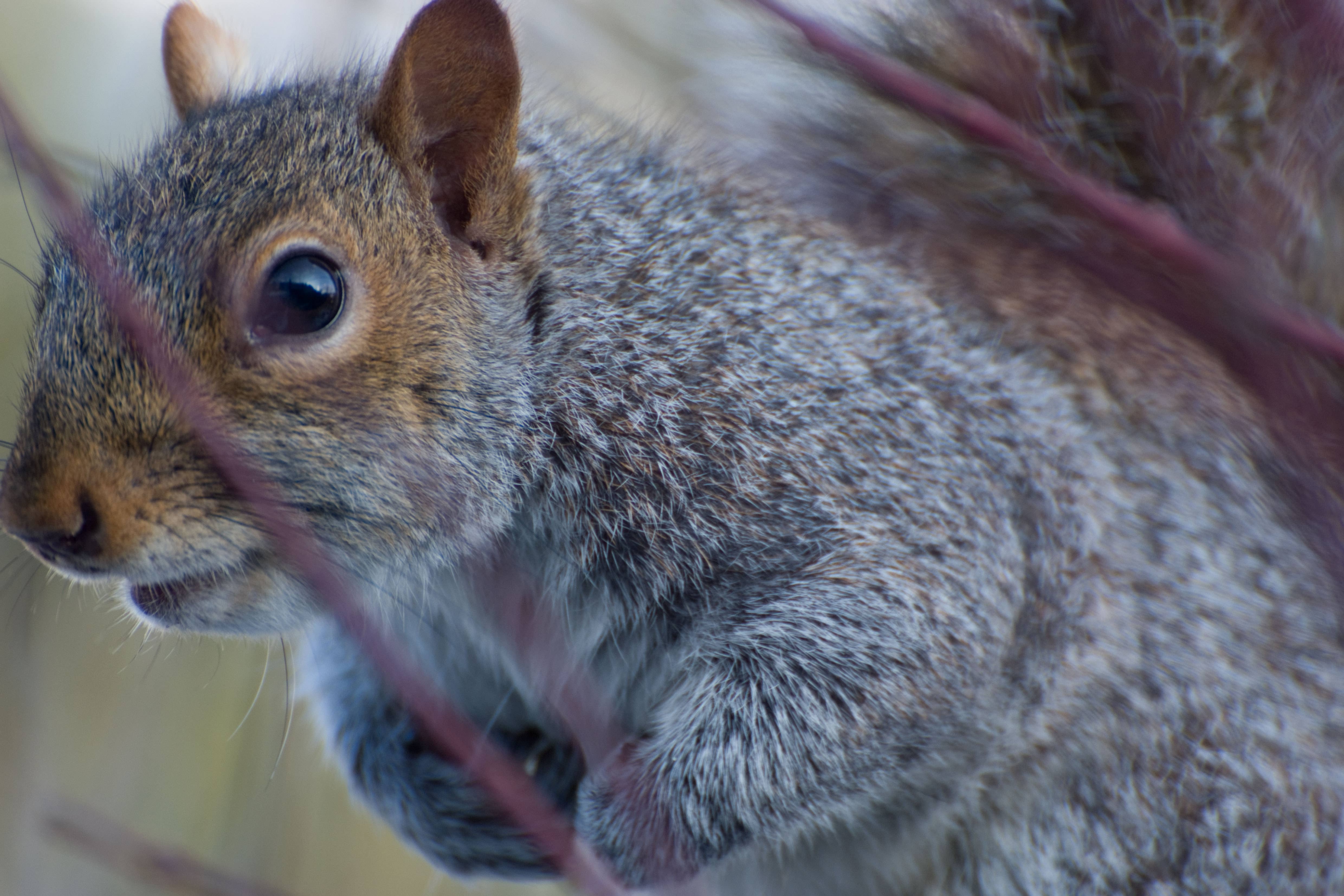 Public sensitivity over killing grey squirrels has been branded ‘stupidity’ by a Tory former minister (Alamy/PA)