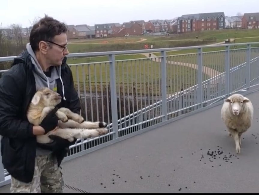 Doug Maw rescuing a lamb and a ewe