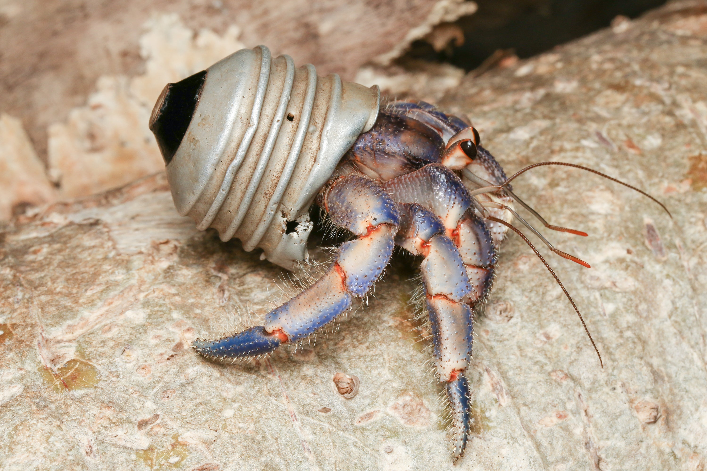 The researhers found a total of 386 Hermit crabs using artificial shells - mainly plastic caps.