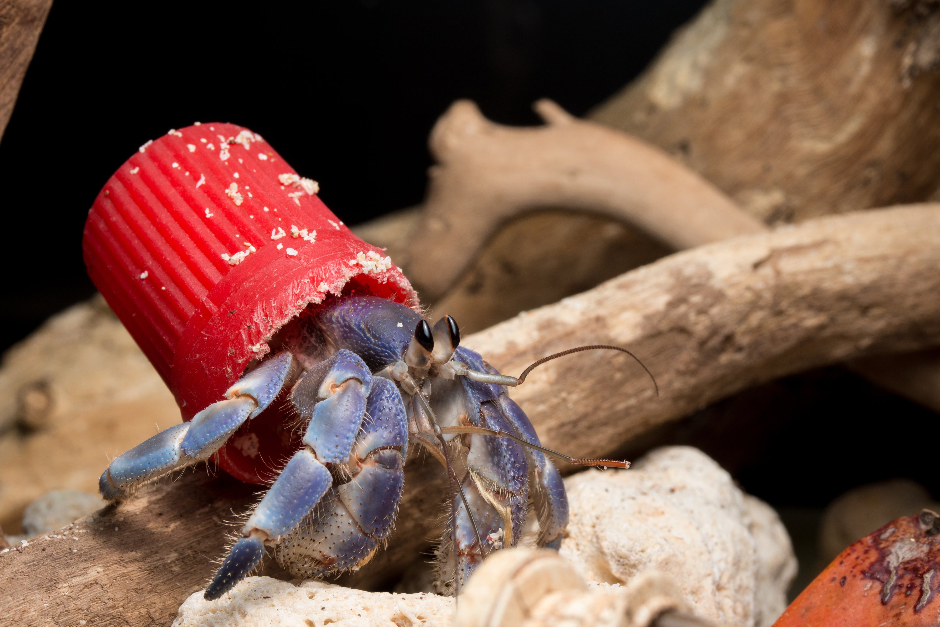 The researhers found a total of 386 Hermit crabs using artificial shells - mainly plastic caps.