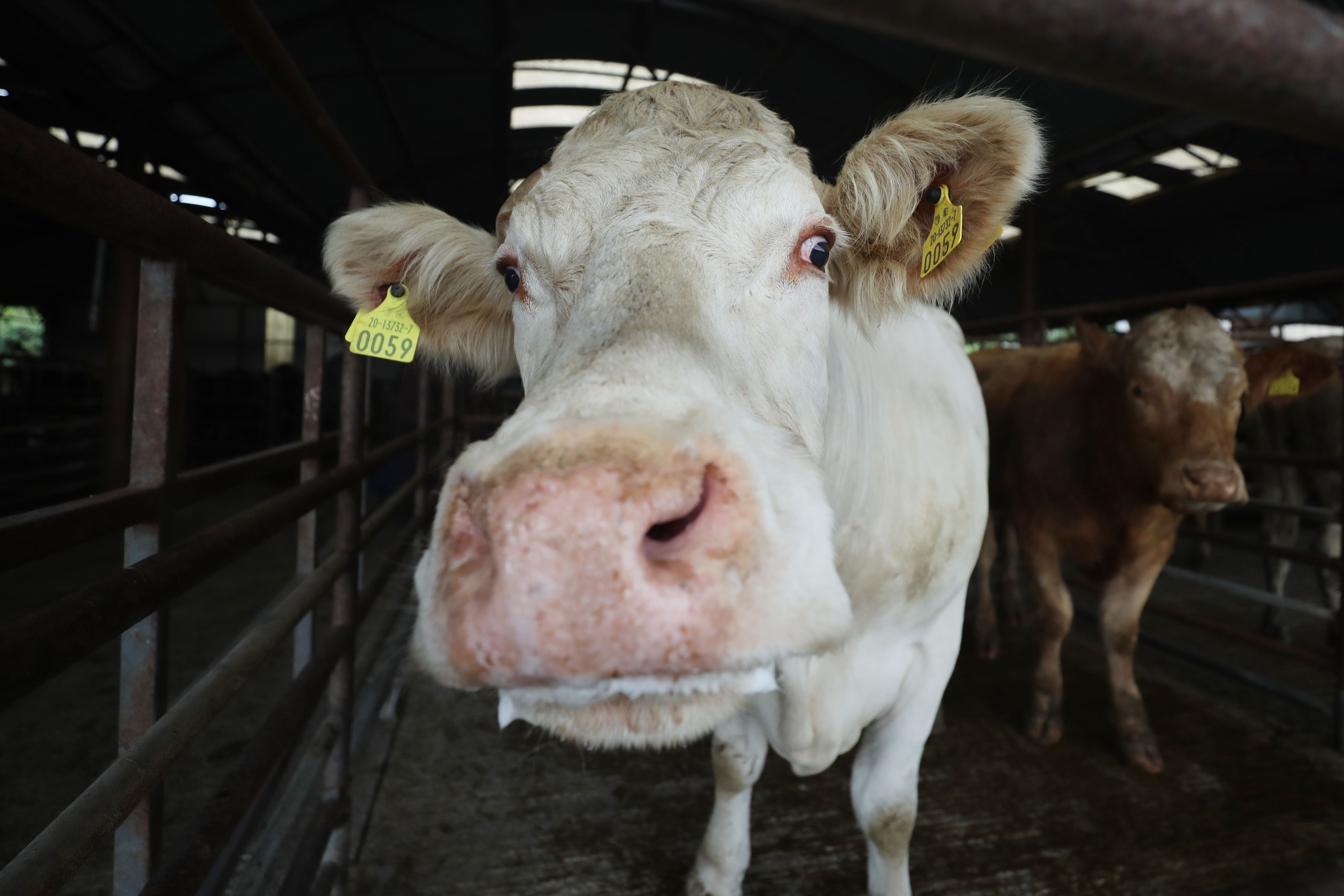 The UK has halted trade talks with Canada, with discussions breaking down due to a disagreement over beef and cheese (Niall Carson/PA)