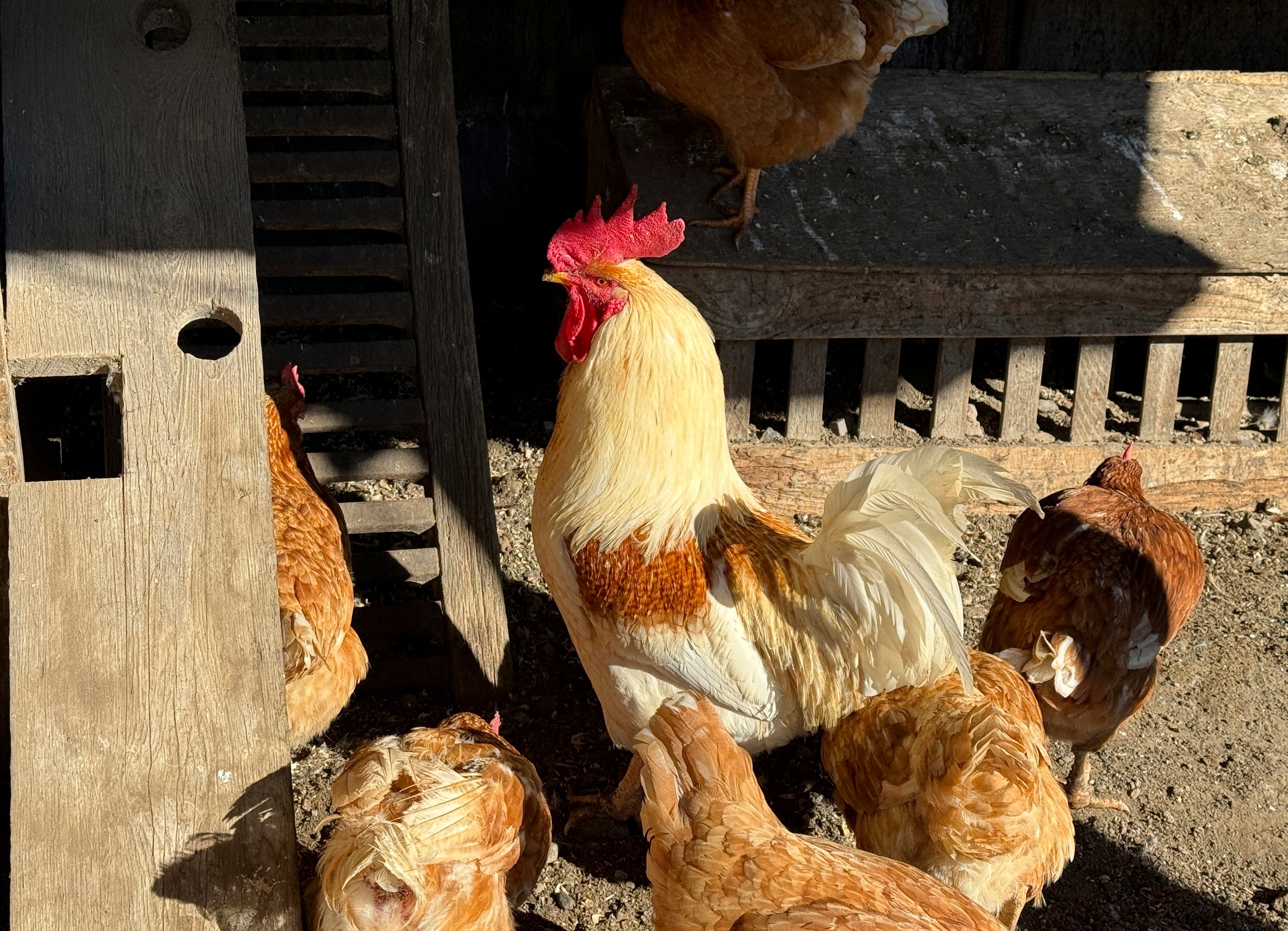 Chickens in a holding pen at a northern California farm in January. Chickens and other birds are often the source of avian influenza, and can pass it along to humans. Human cases have risen since the spring.