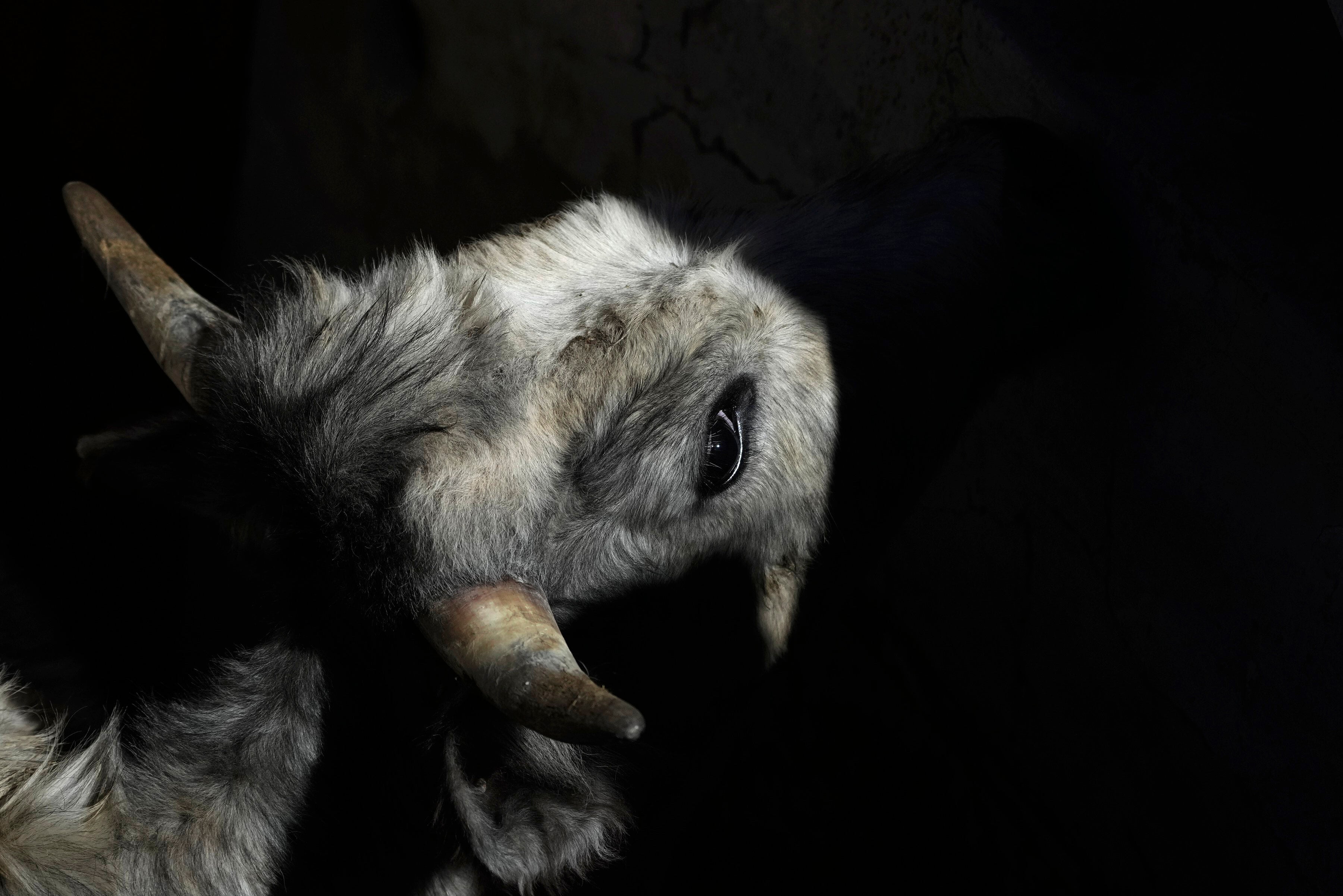 Mexico Bullfighting Workshop