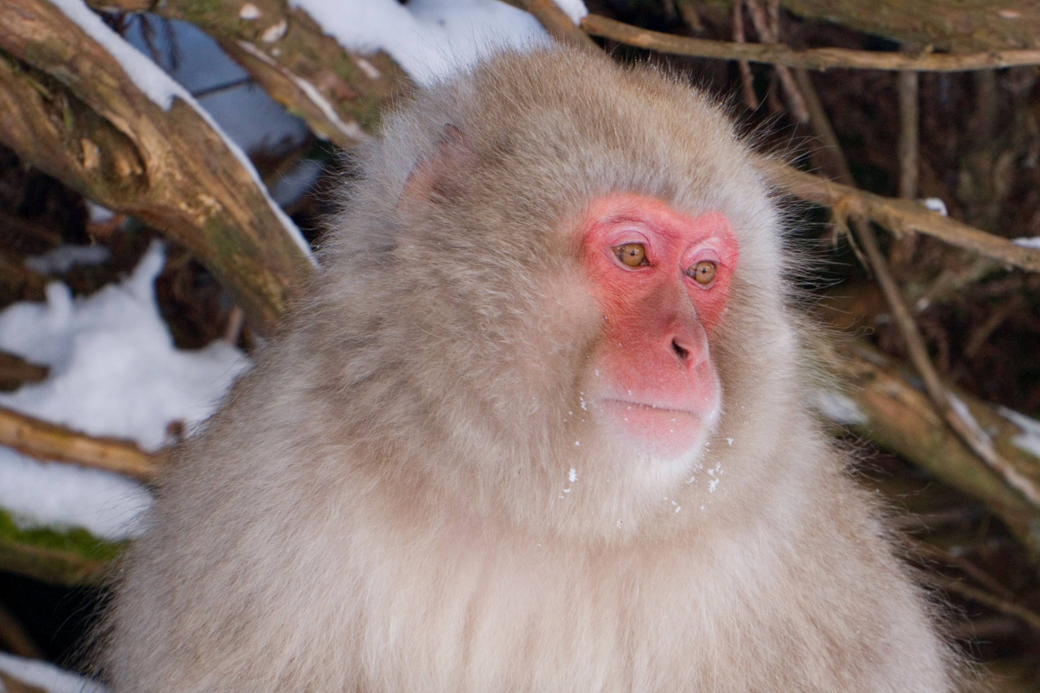 A Japanese macaque is on the loose after escaping from a wildlife park in Scotland (Alamy/PA)