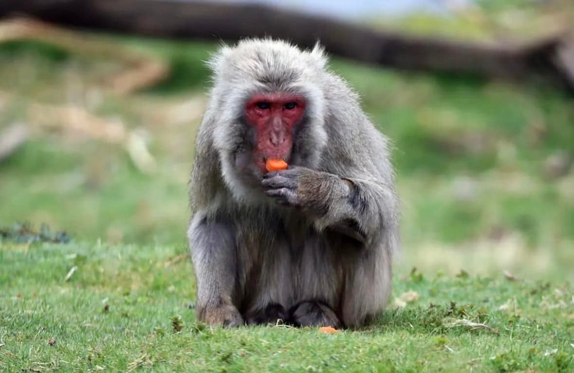 The monkey is one of 34 Japanese macaques at Highland Wildlife Park.