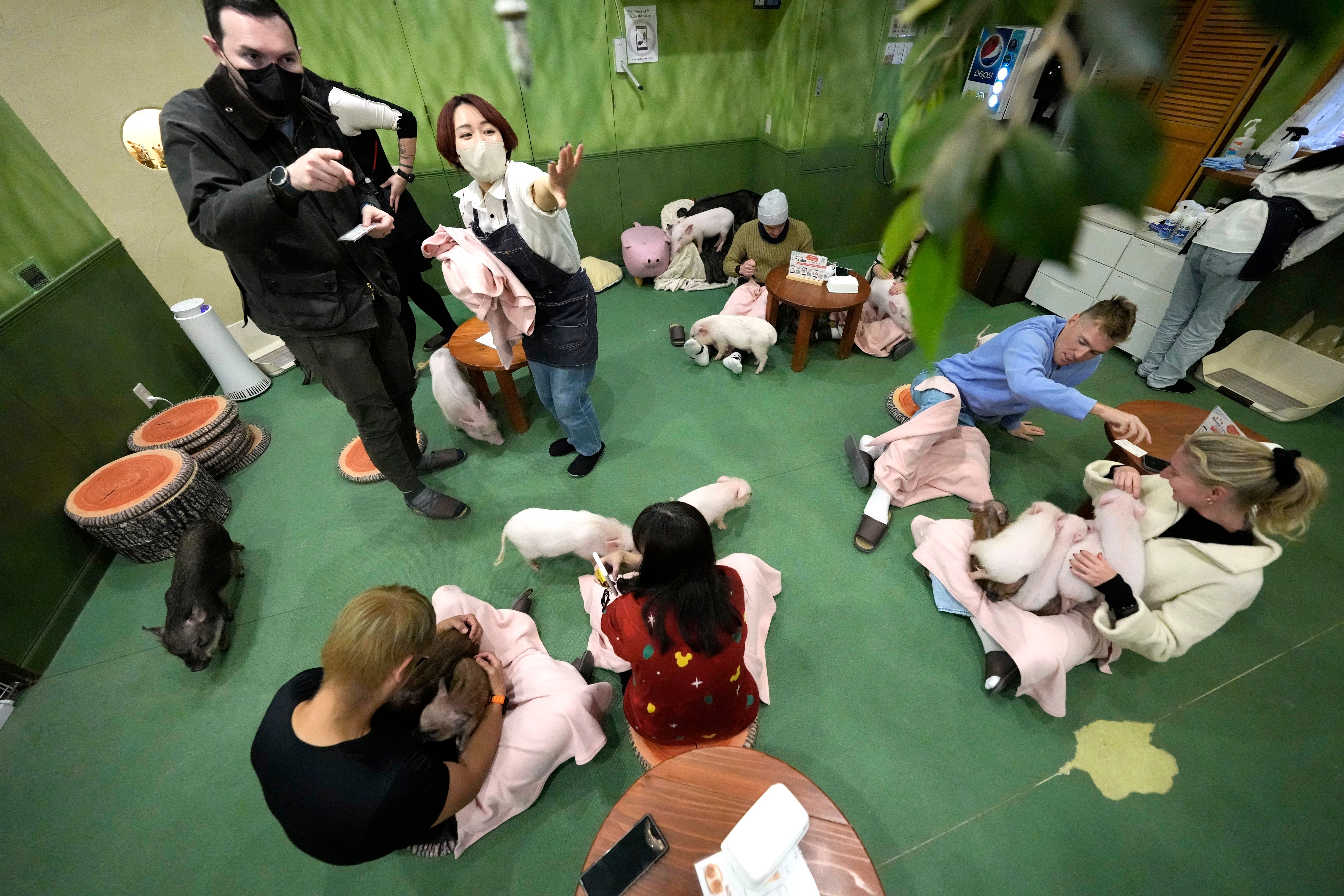 Japan Pig Cafe