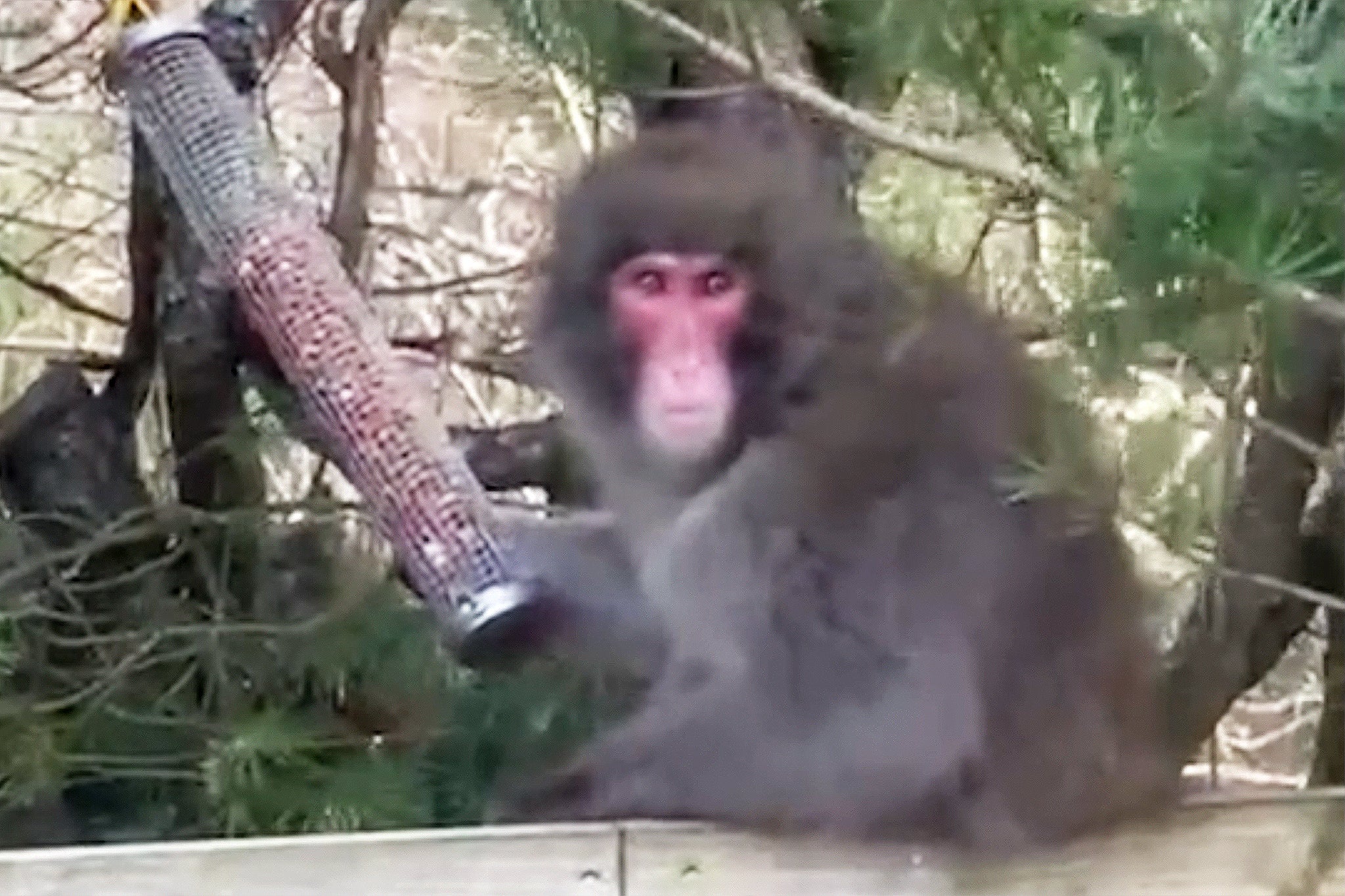 Escaped macaque in the Cairngorms, Scotland. Spotted in a garden in Kincraig. loose monkey