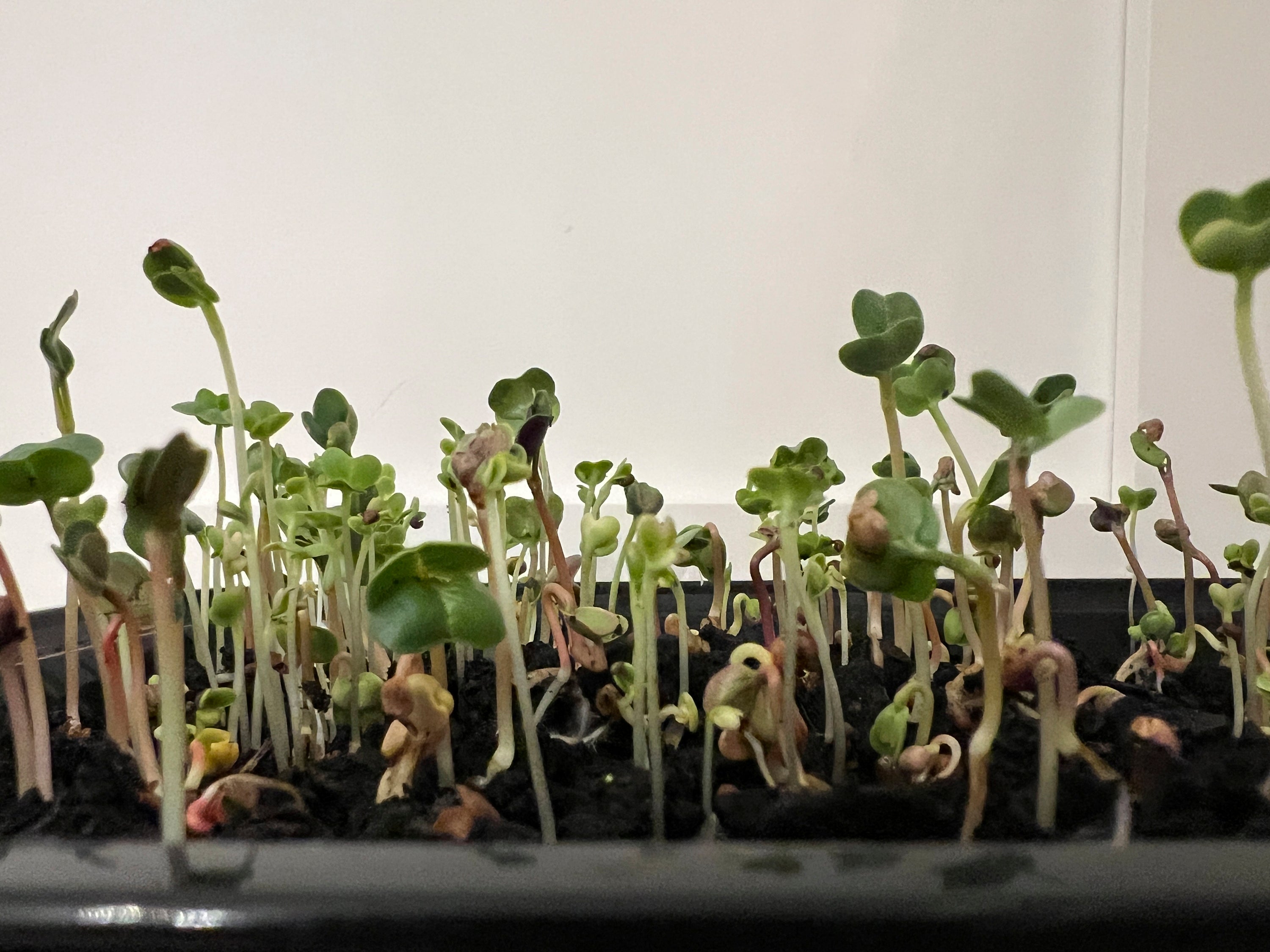Gardening-Microgreens