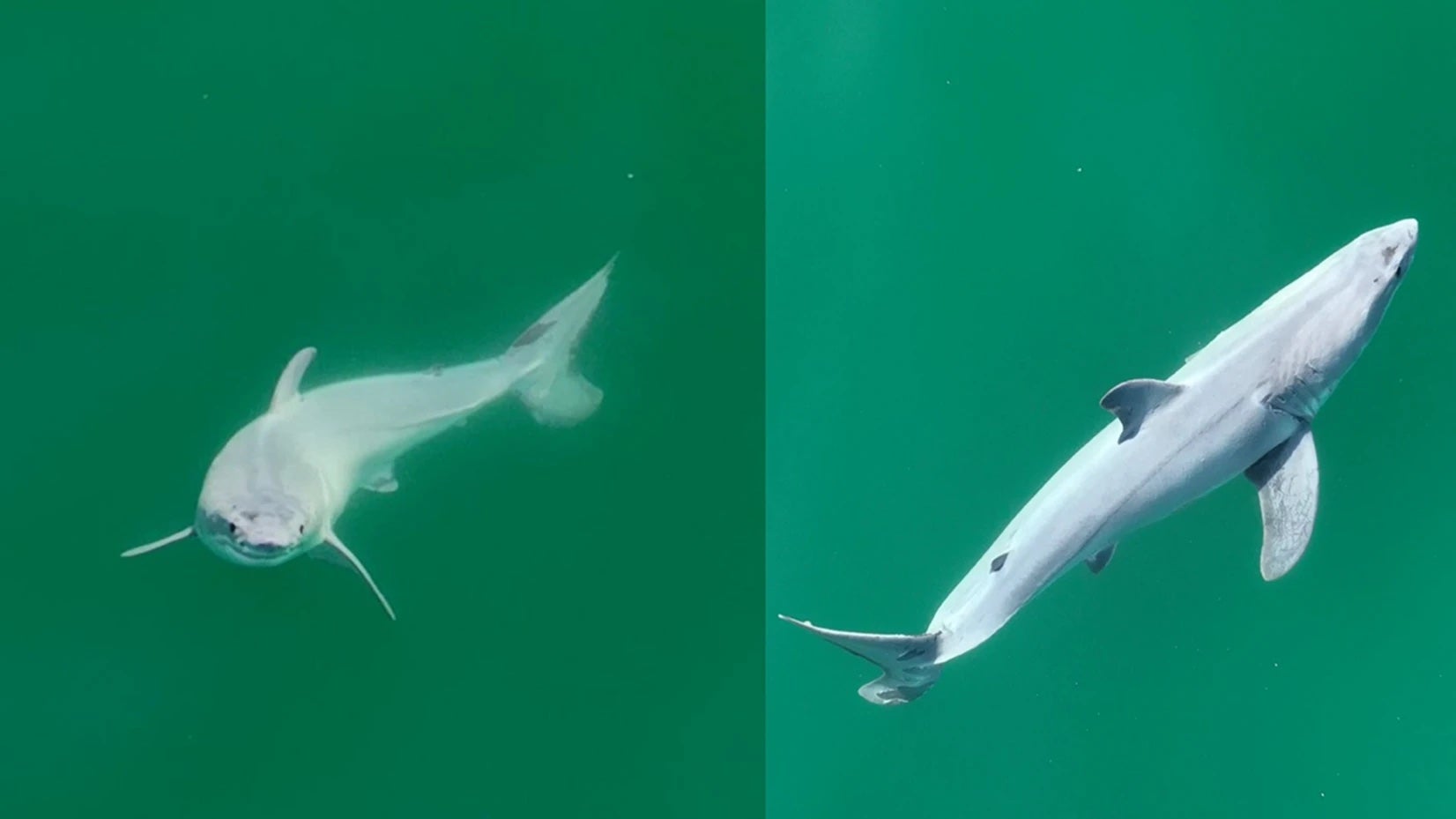 Wildlife experts, Carlos Gauna and Phillip Sternes, may be the first to have observed a newborn great white shark in the wild