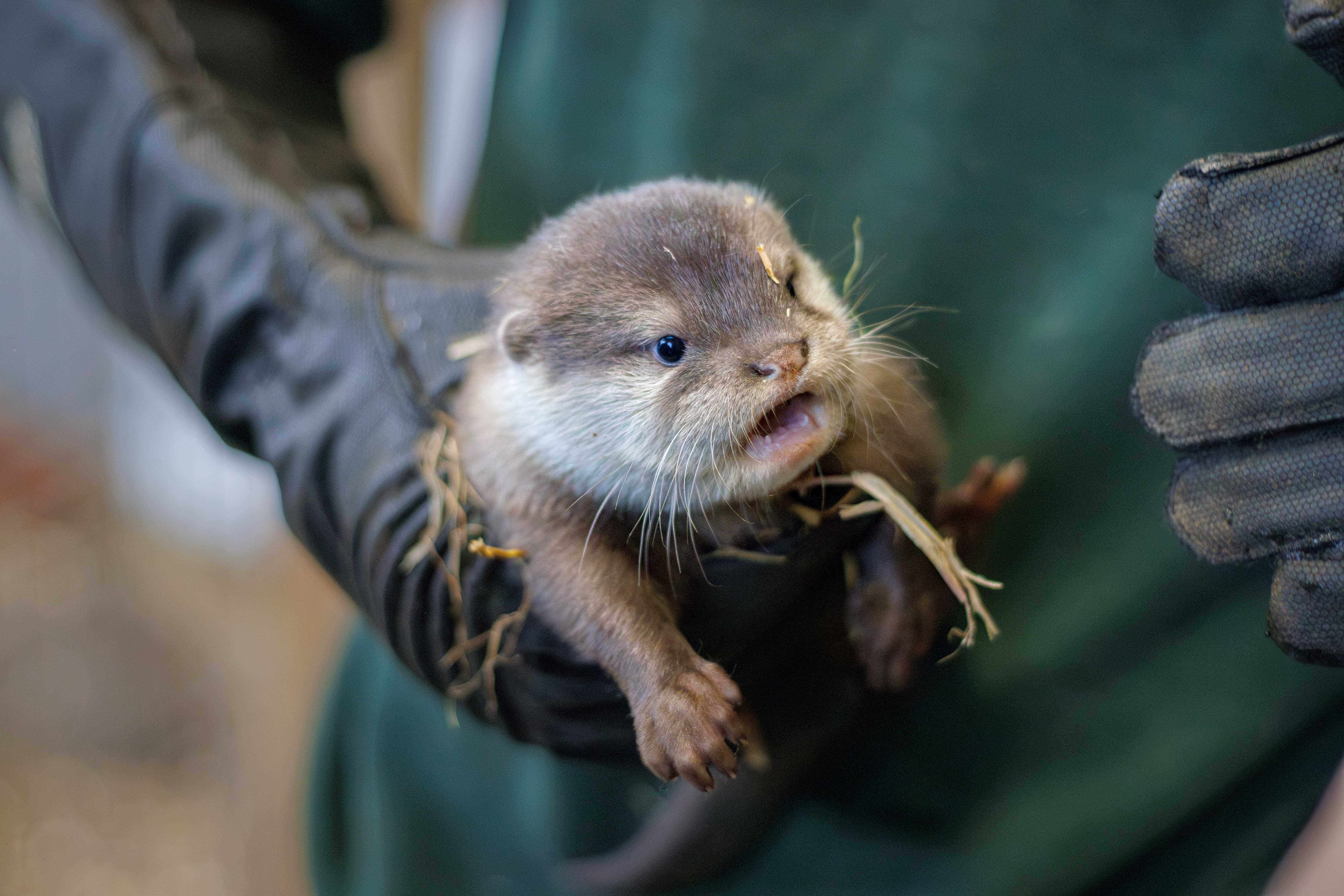 The pup was born to first time mum Beatrix and proud dad Kovu (Woburn Safari Park/PA)