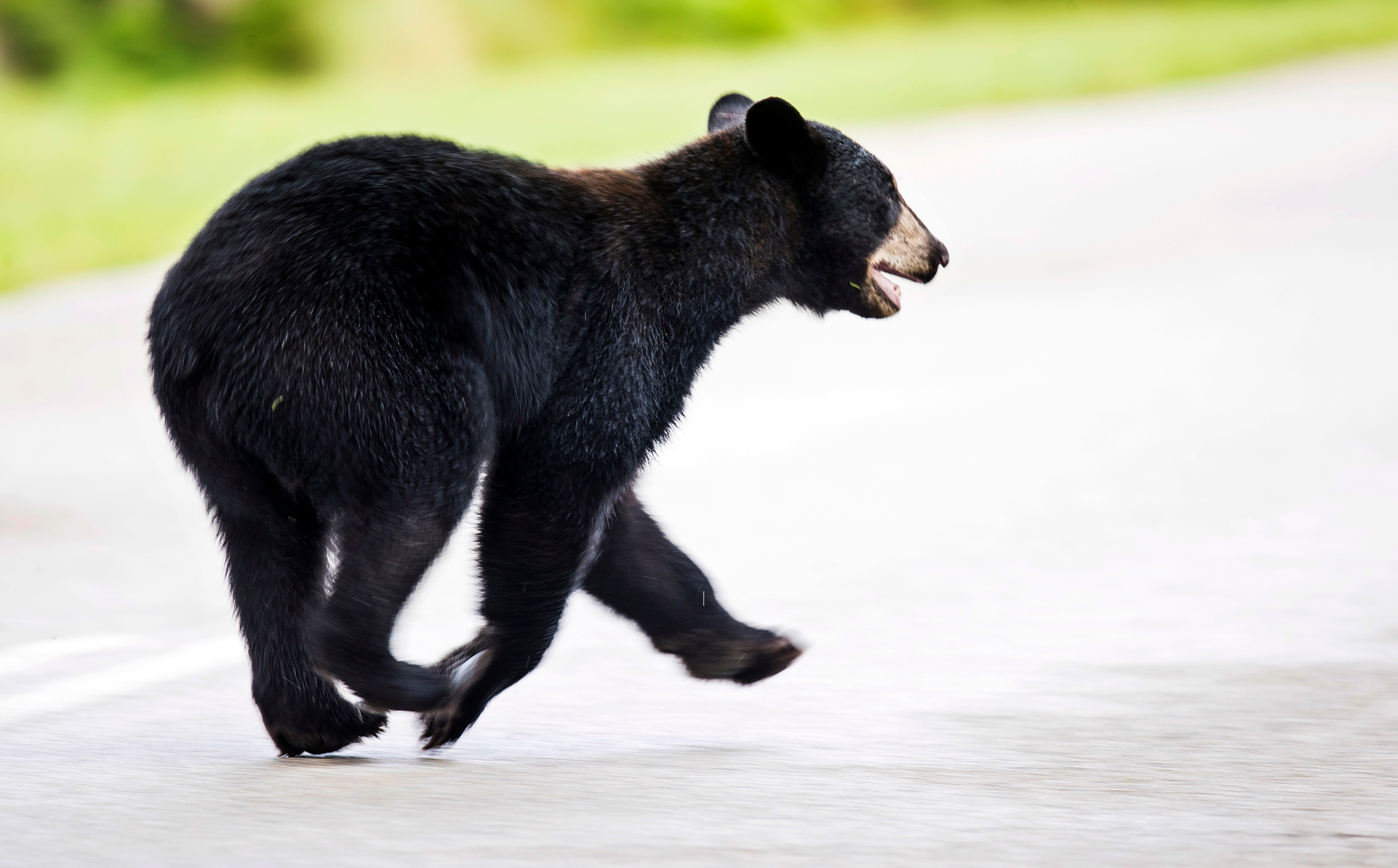 Killing Bears Florida