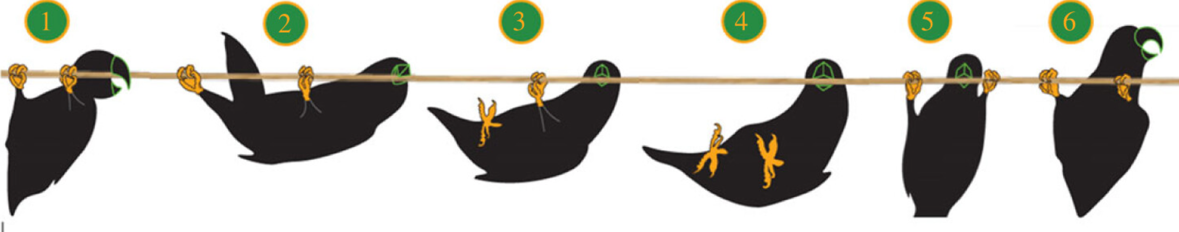 Representative diagram showing beakation in parrots