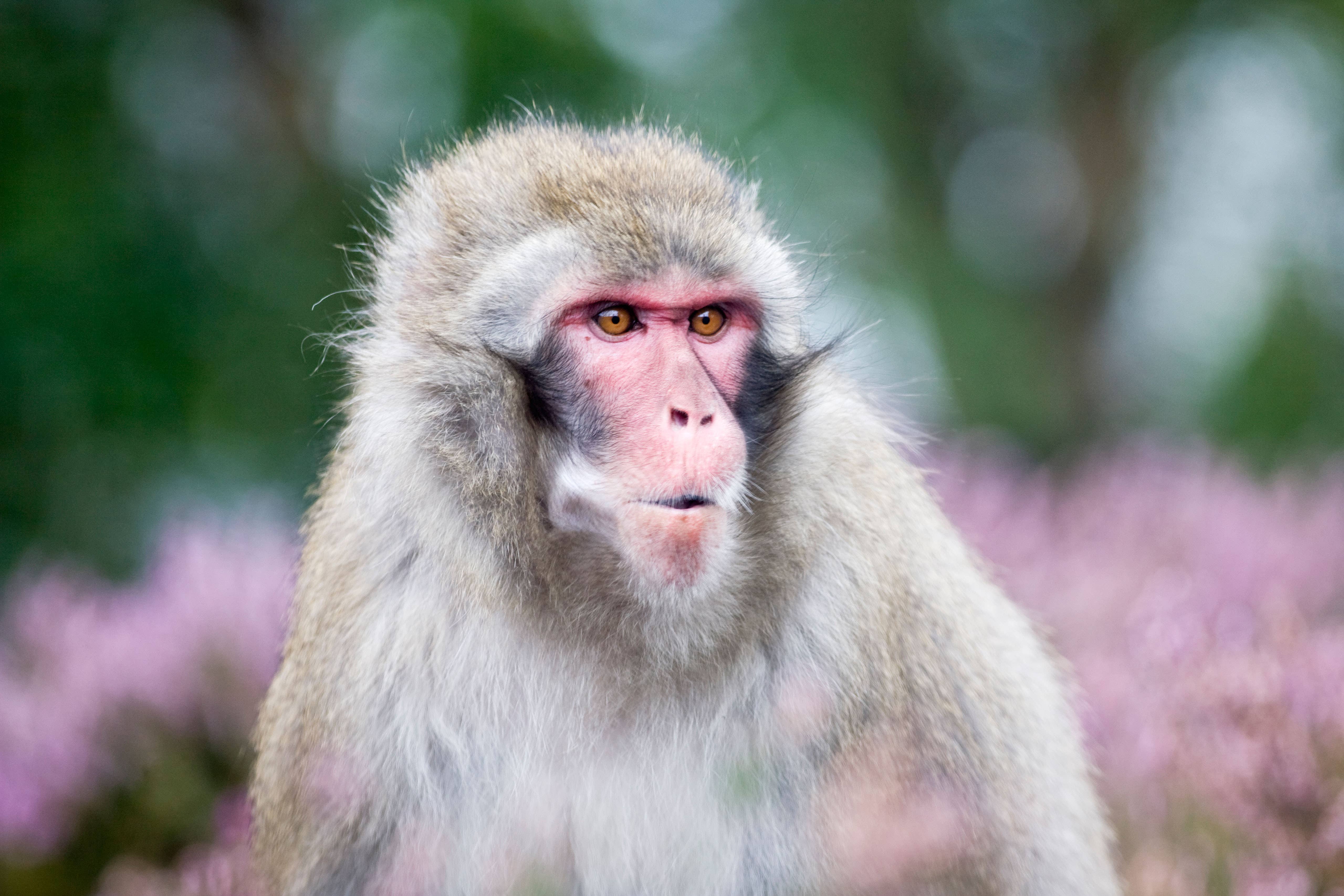 Zookeepers are searching for an escaped Japanese macaque