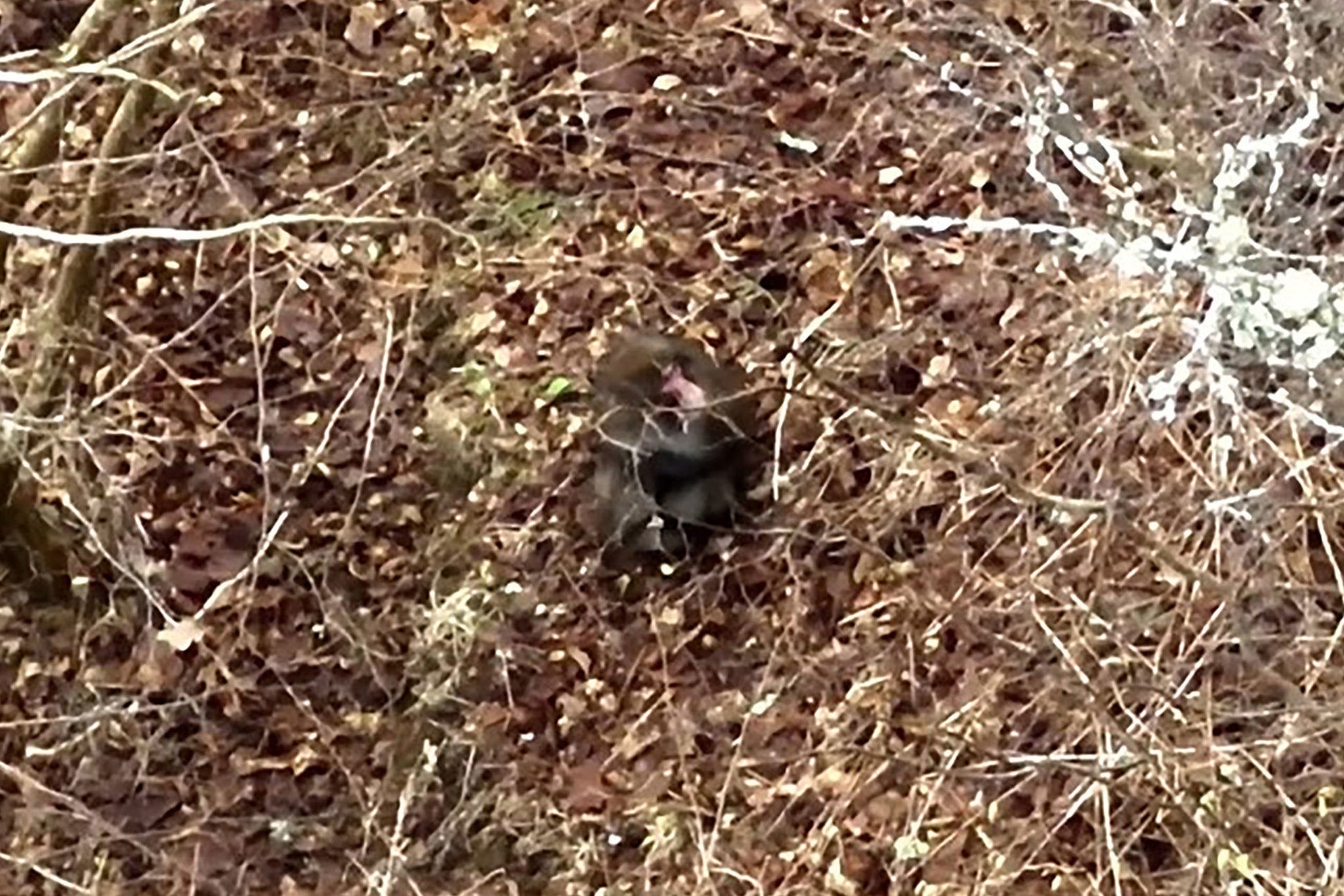 Keepers said that the the monkey is making his way closer to the Highland Wildlife Park