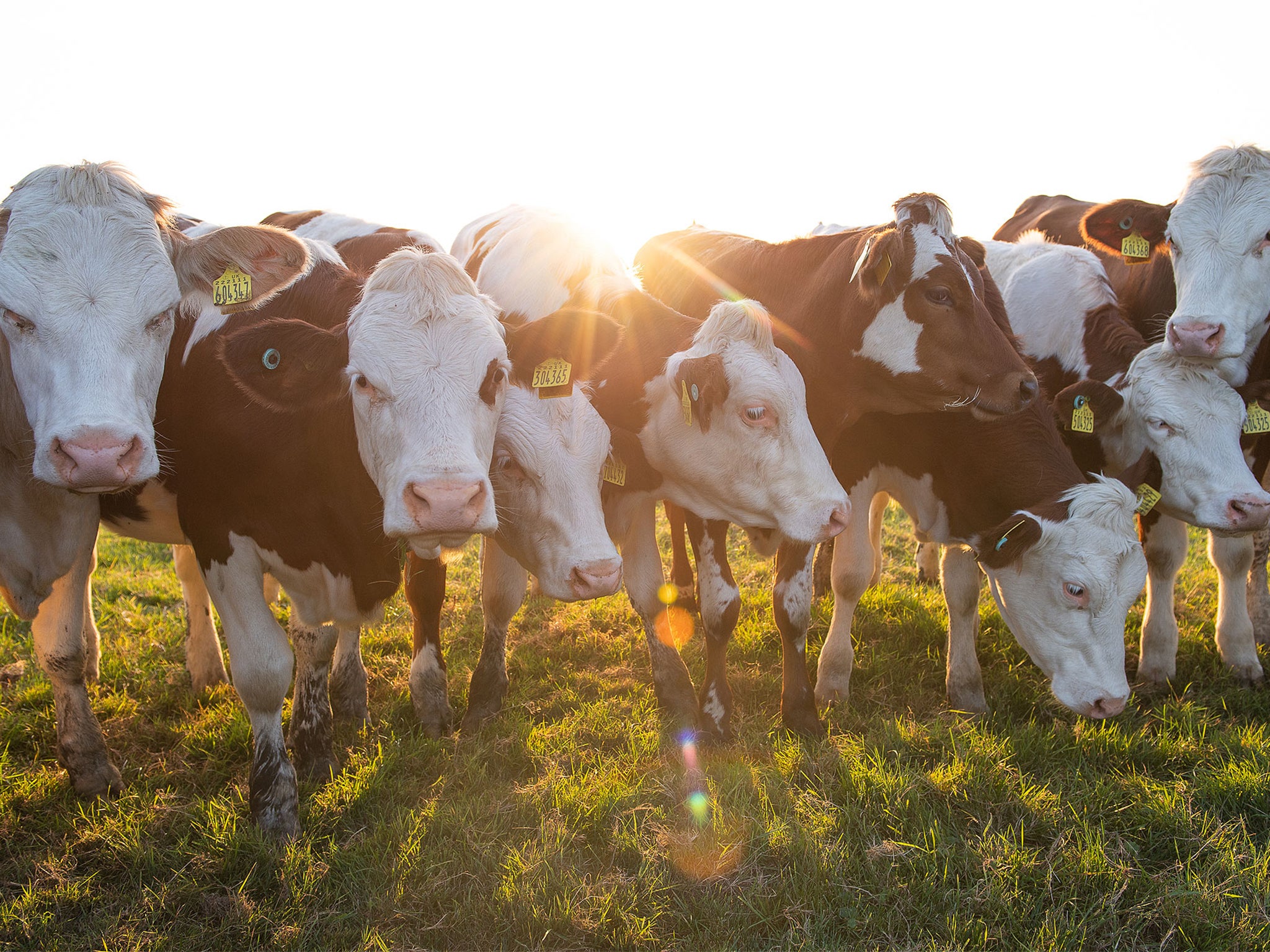 Ten years ago, the Crickmore brothers started out with just 17 Montbéliarde cows shipped in from France