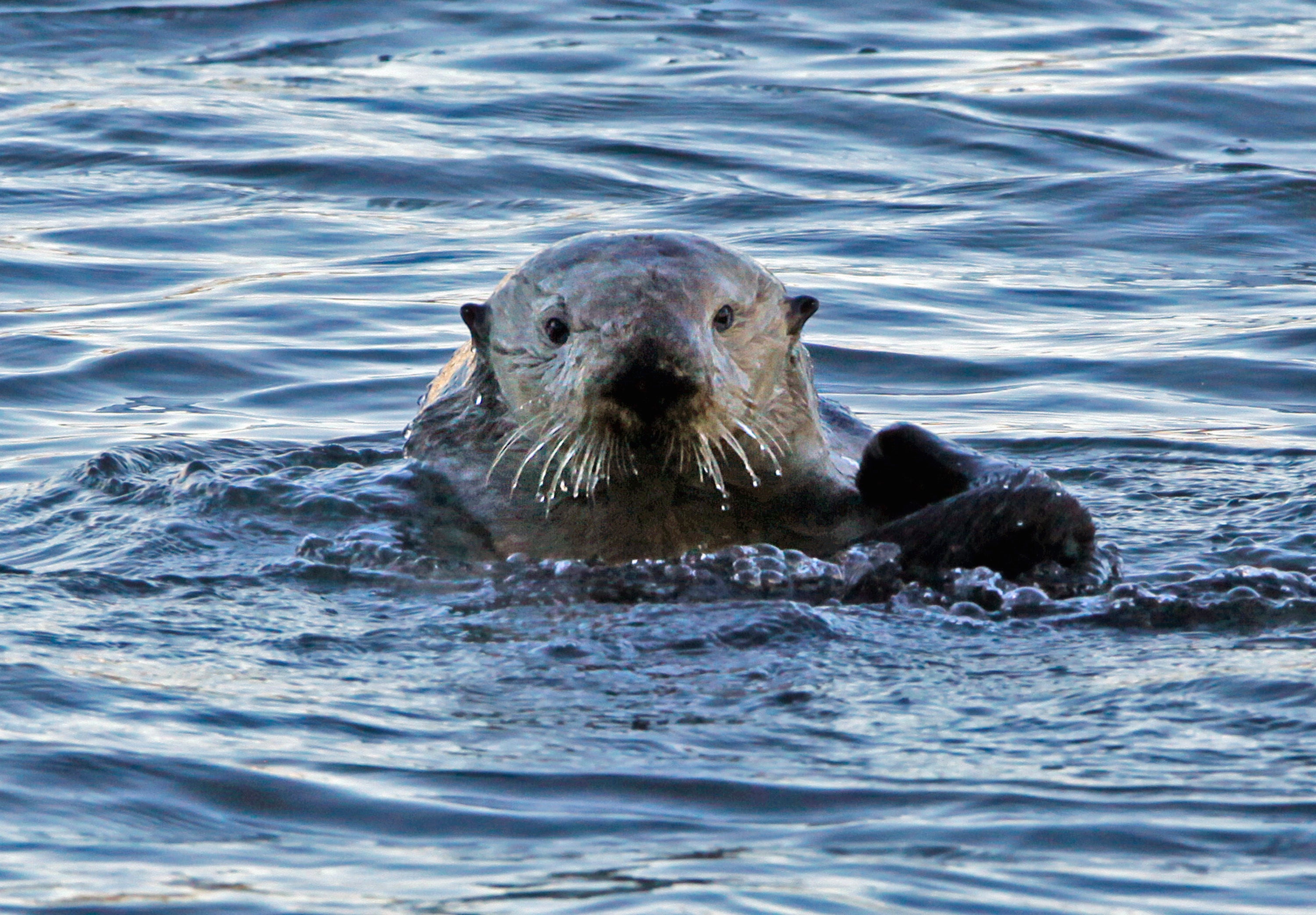 Sea Otters