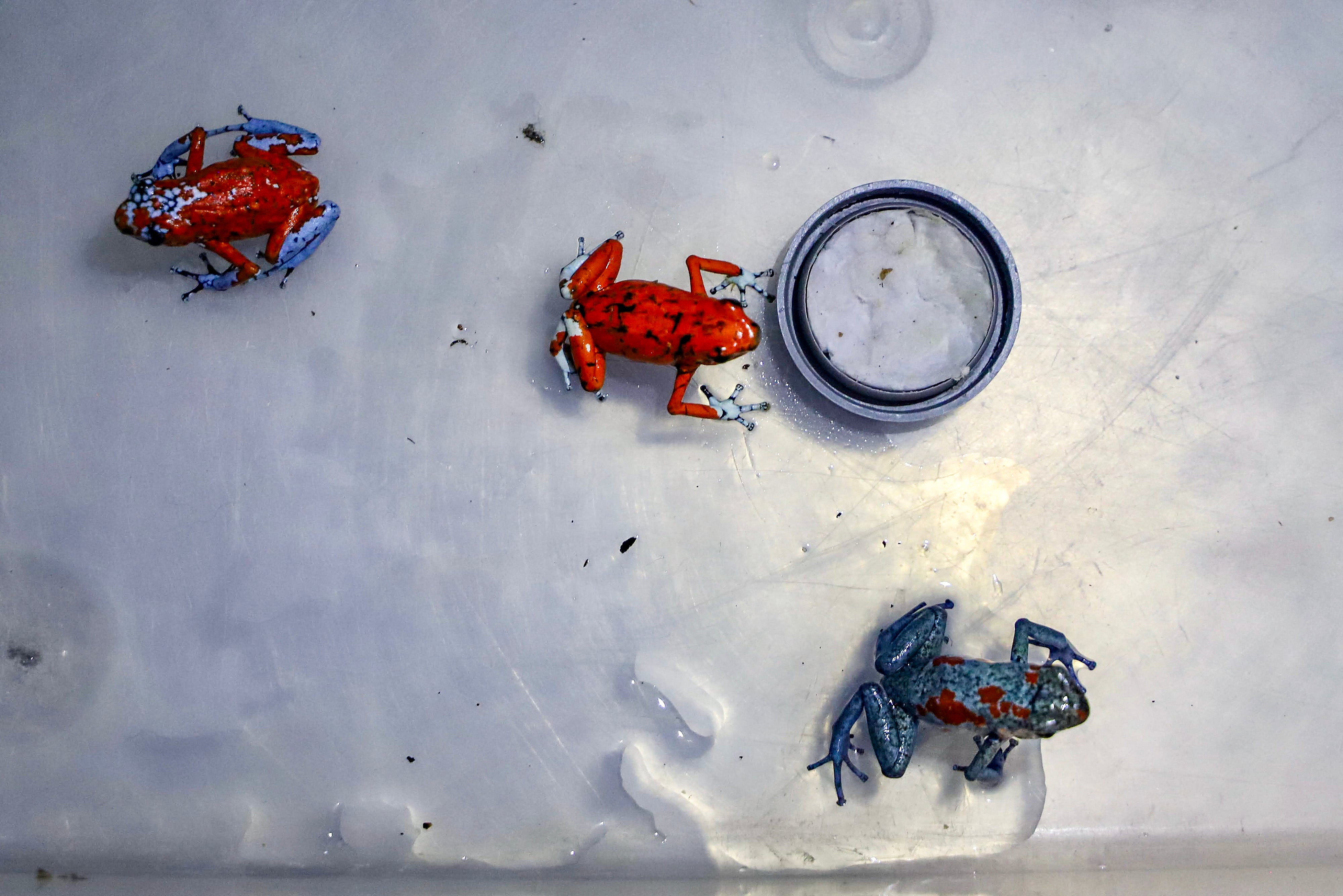 The poisonous red and blue frogs grow to around 4.8cm long