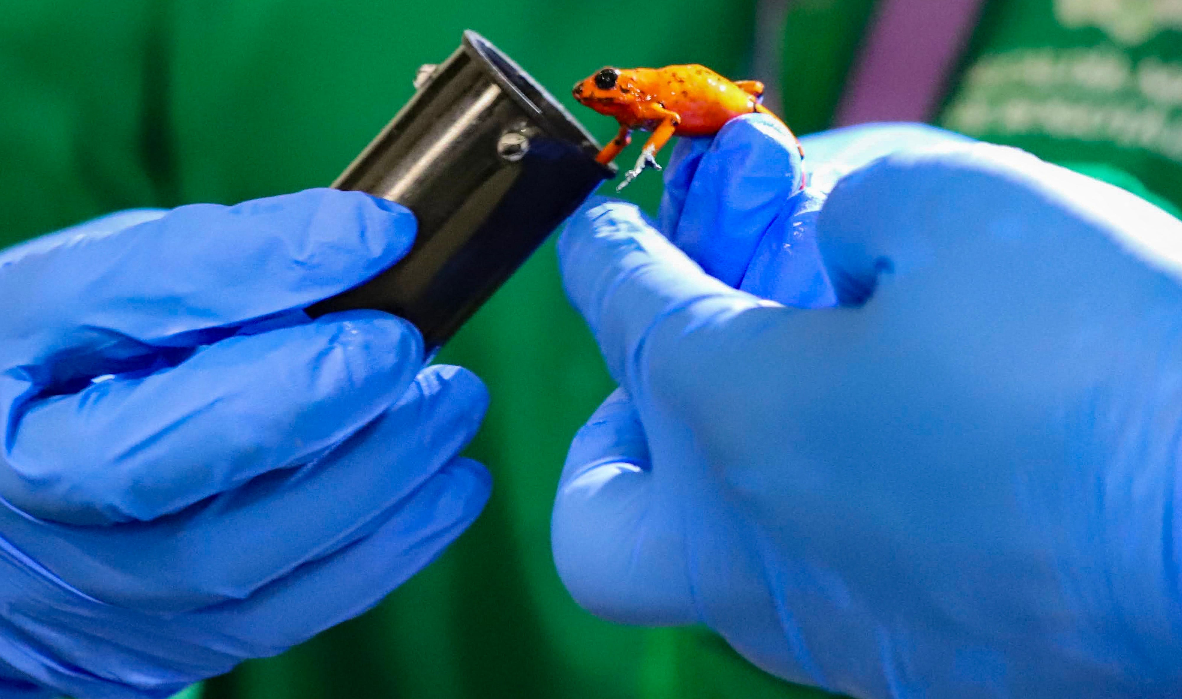 130 of the Harlequin frogs were found inside plastic film canisters