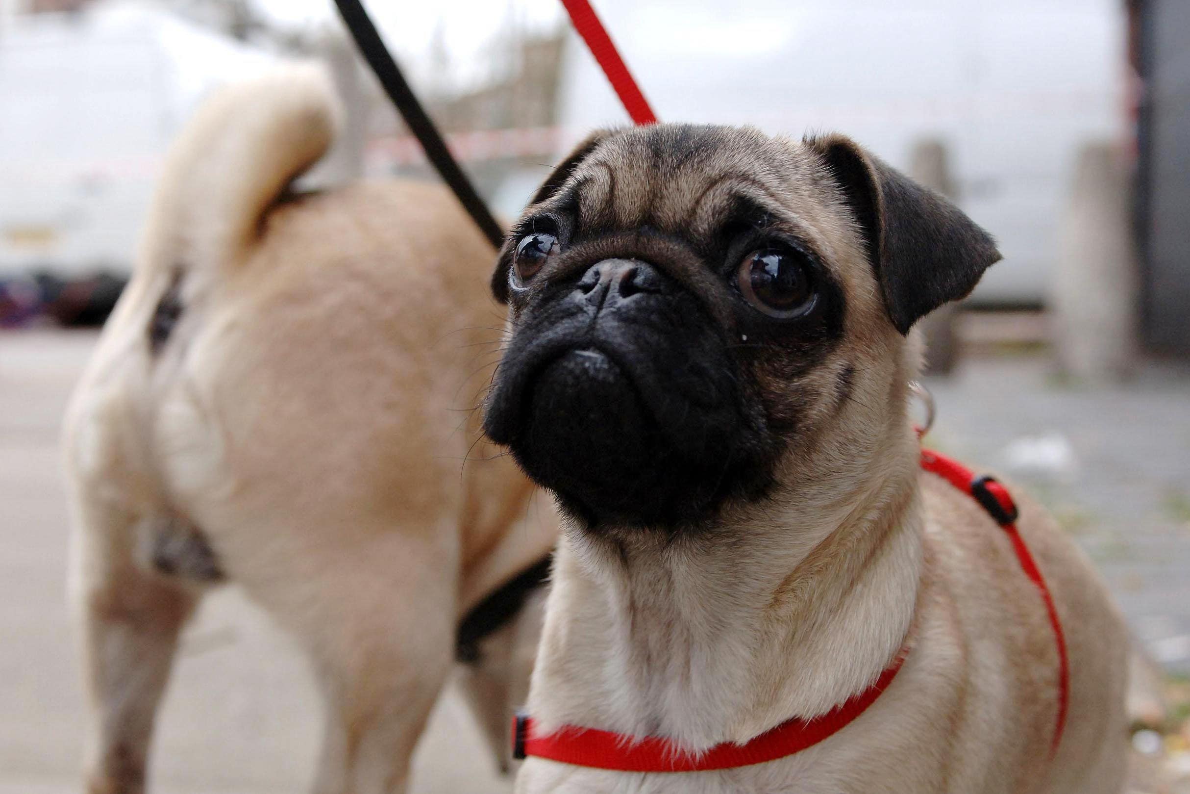 Flat faced dogs such as pugs have an increased risk of shorter lifespan