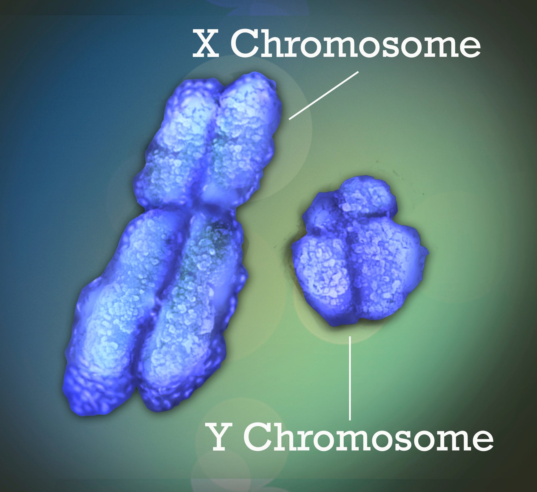 Autoimmune Diseases-Women