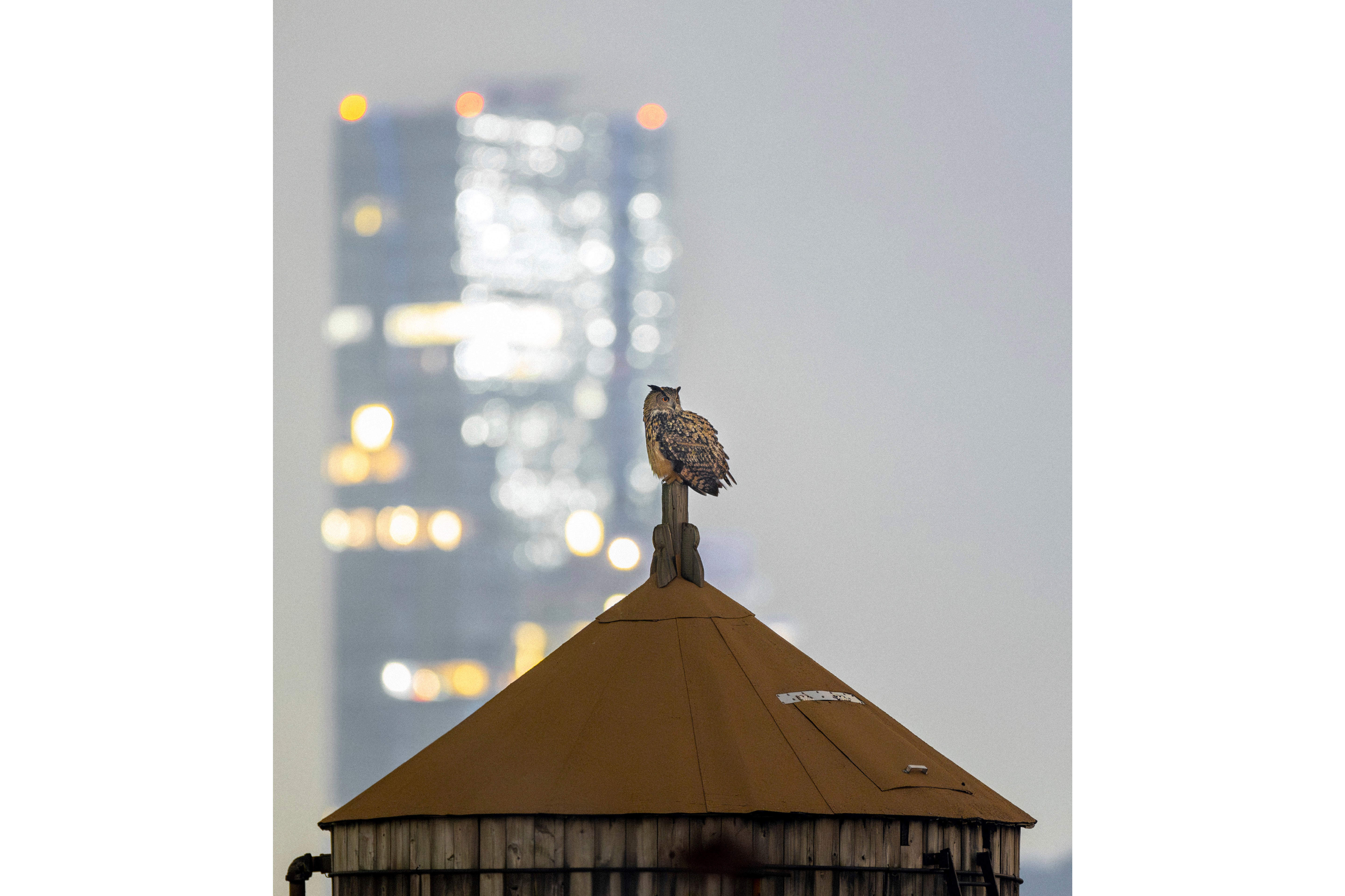 Escaped Owl Central Park