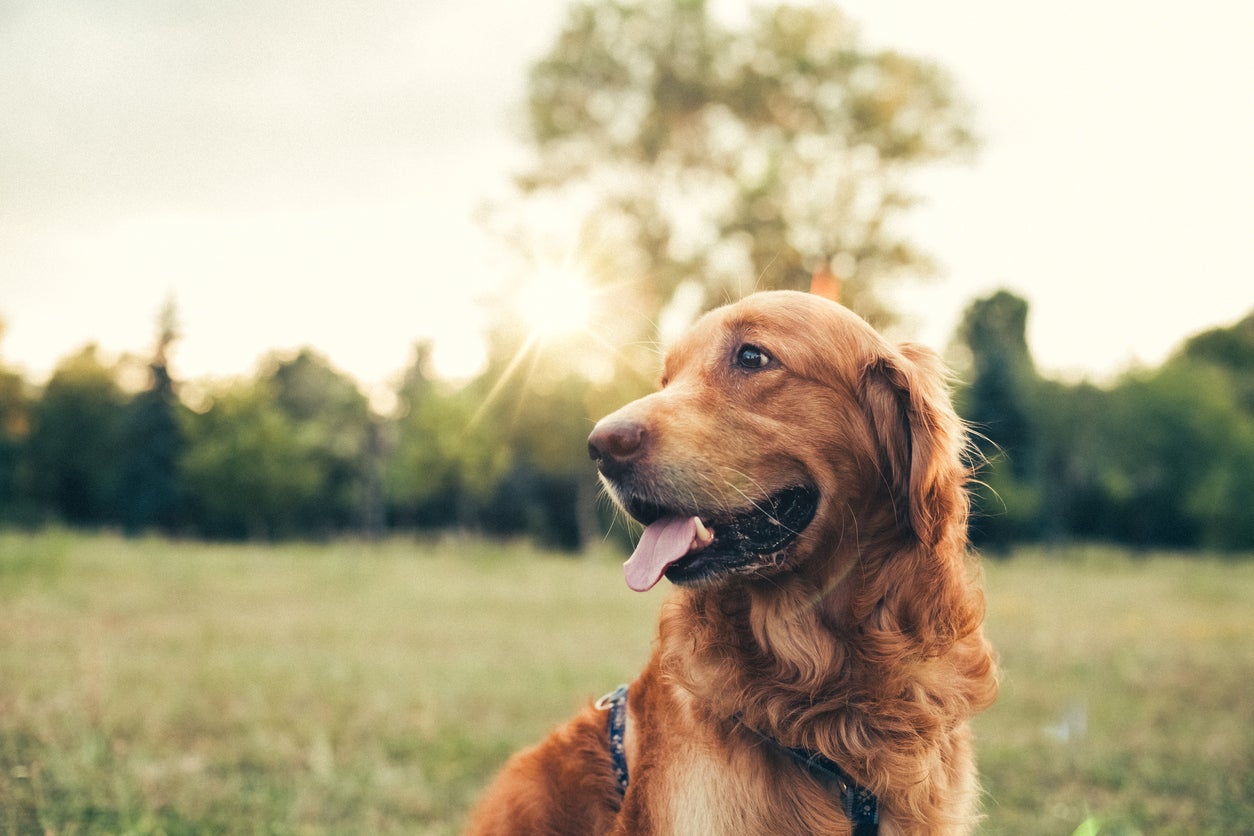 Long-nosed dogs such tend to outlive flat-faced breeds like the English bulldog a study has found