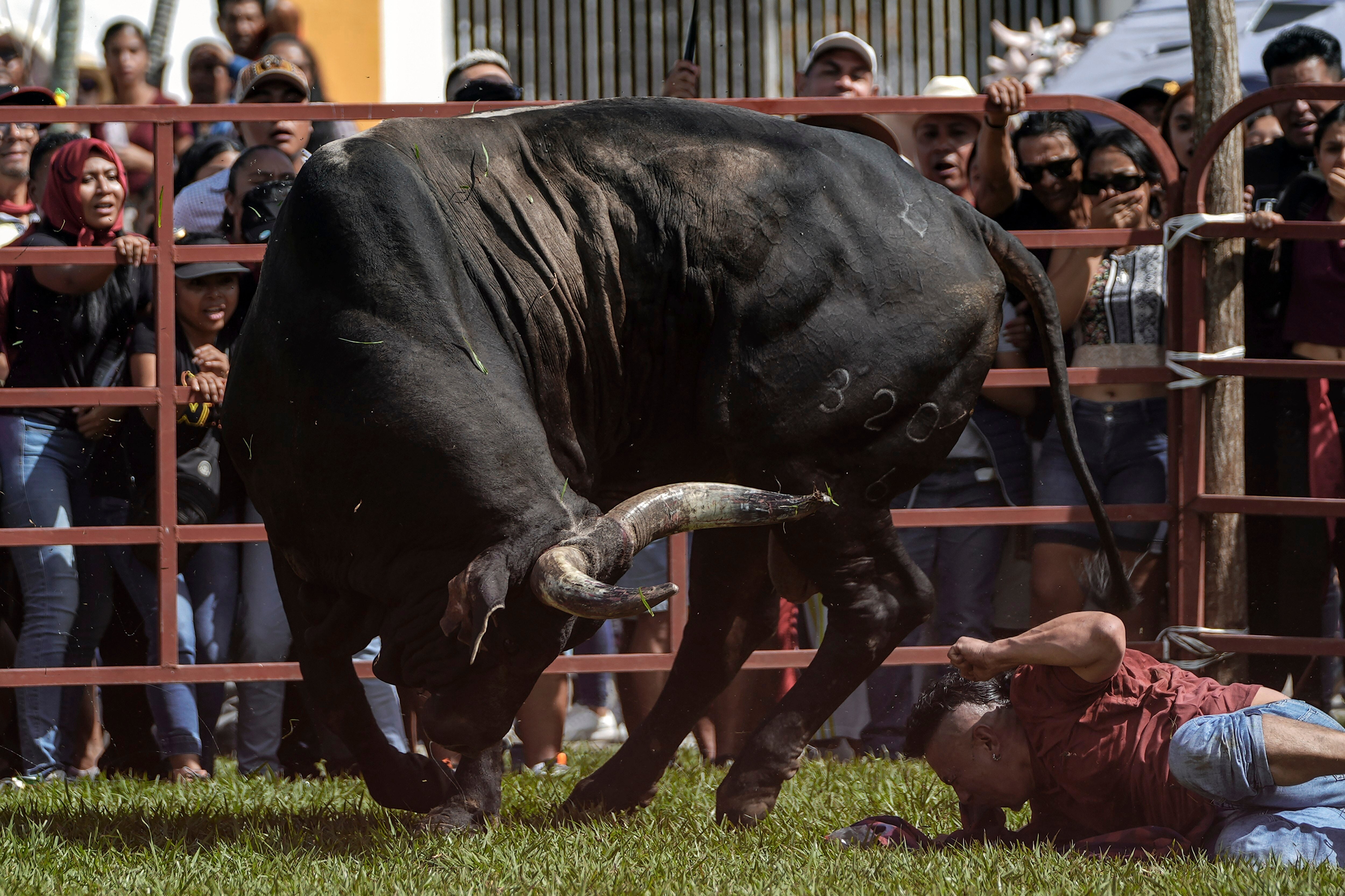 A reveler falls down after provoking a bull during a festival in honor of the Virgin of the Candelaria, in Tlacotalpan, Veracruz State, Mexico, Thursday